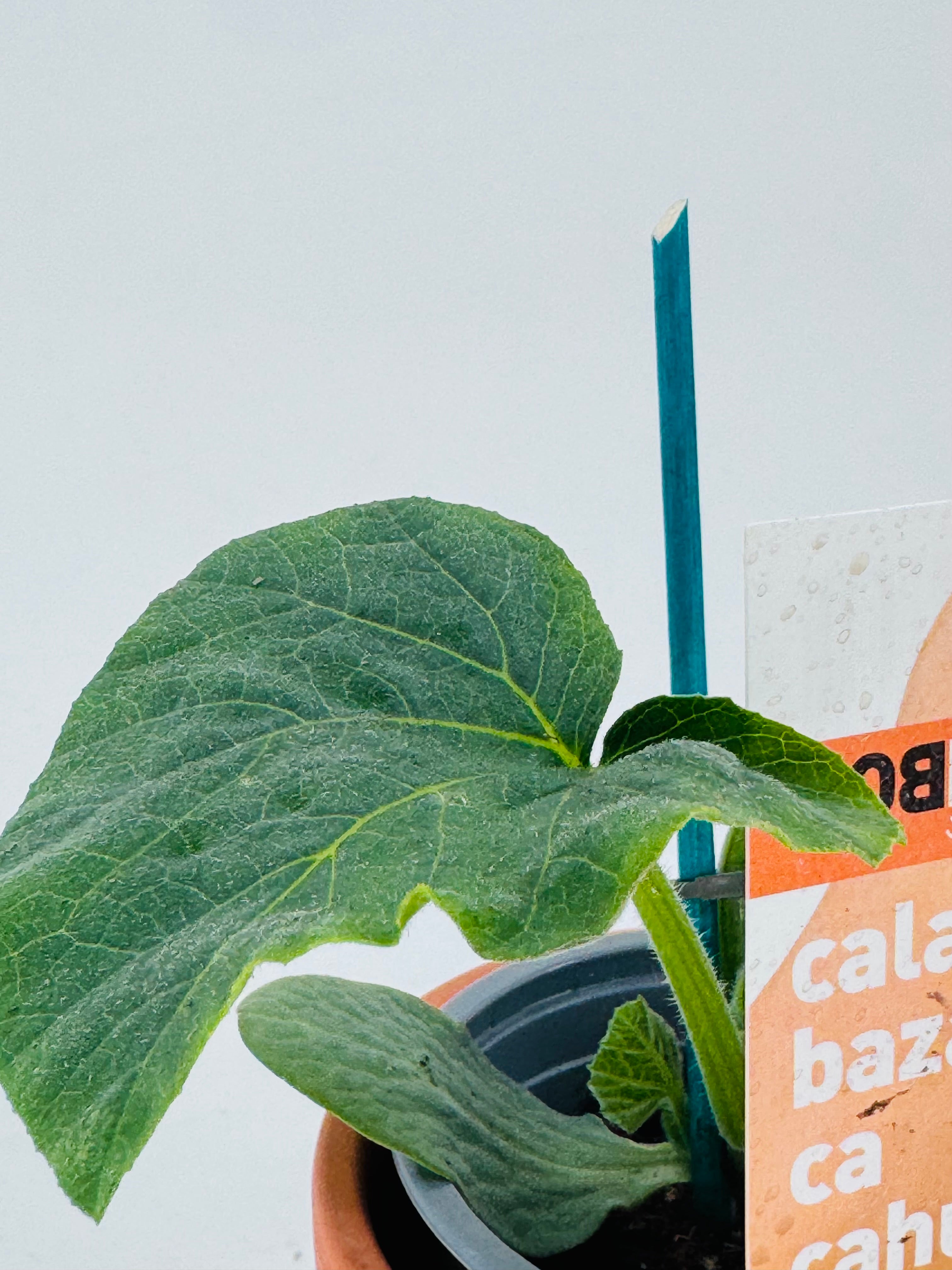 CALABAZA CACAHUETE PACK1
