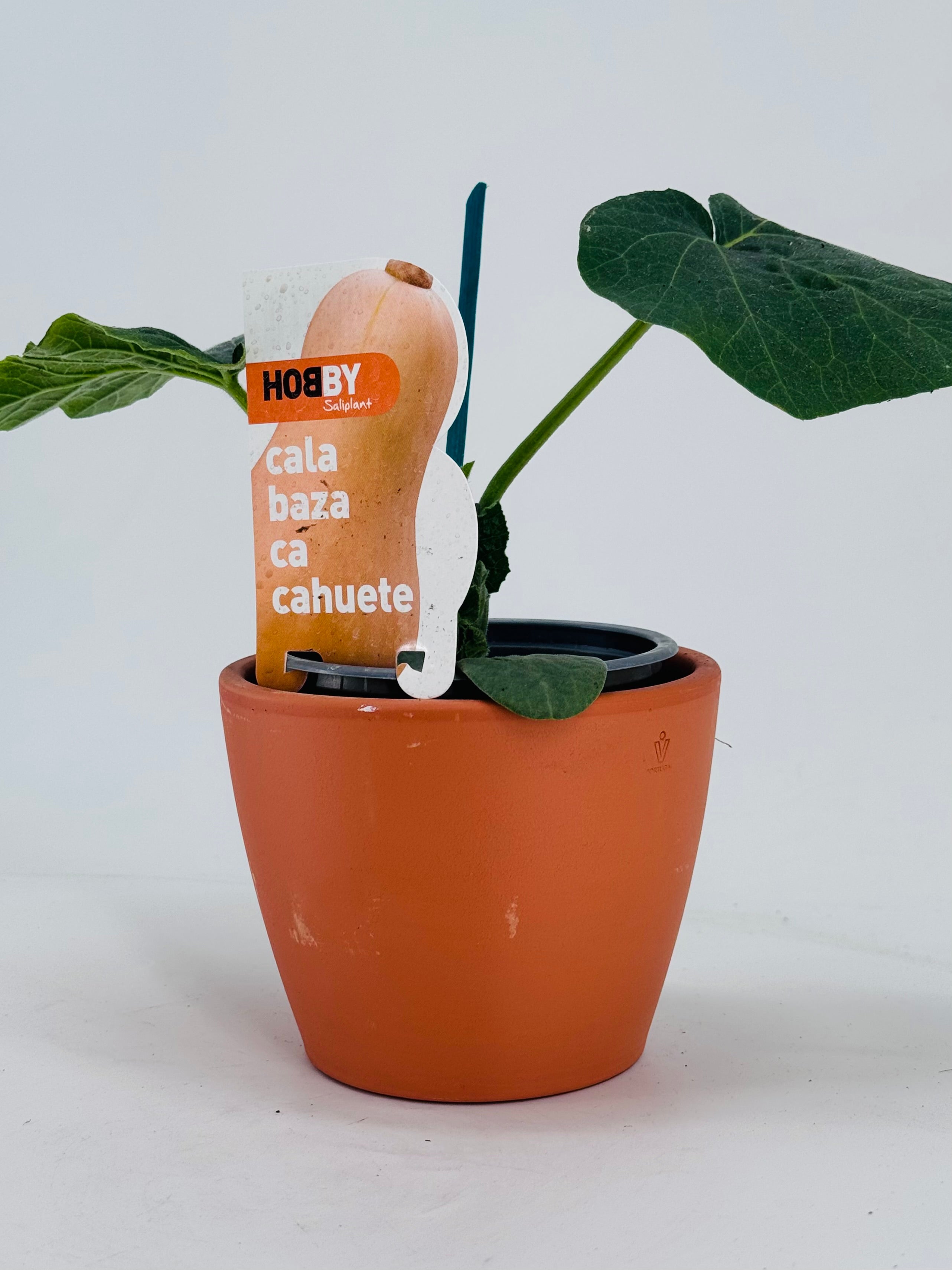 CALABAZA CACAHUETE PACK1
