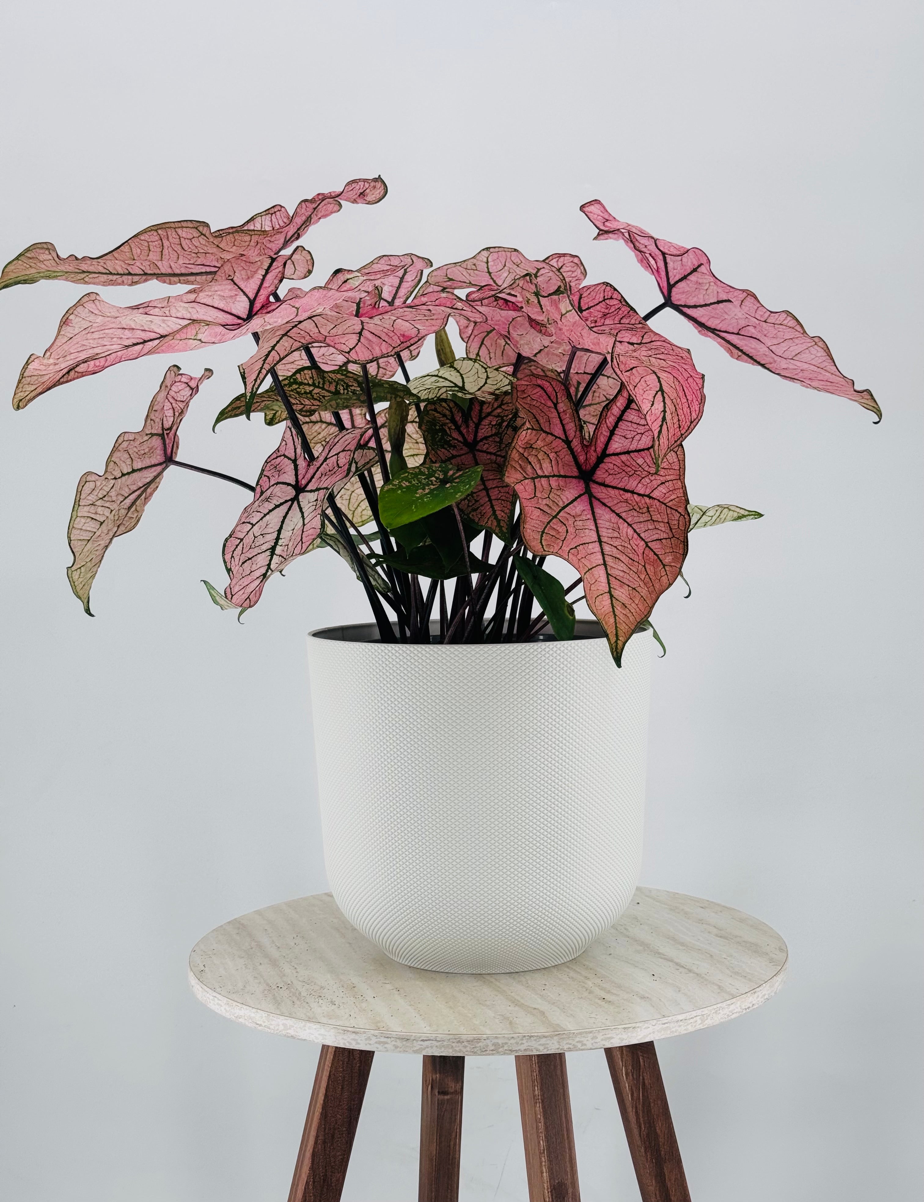 CALADIUM XL M21