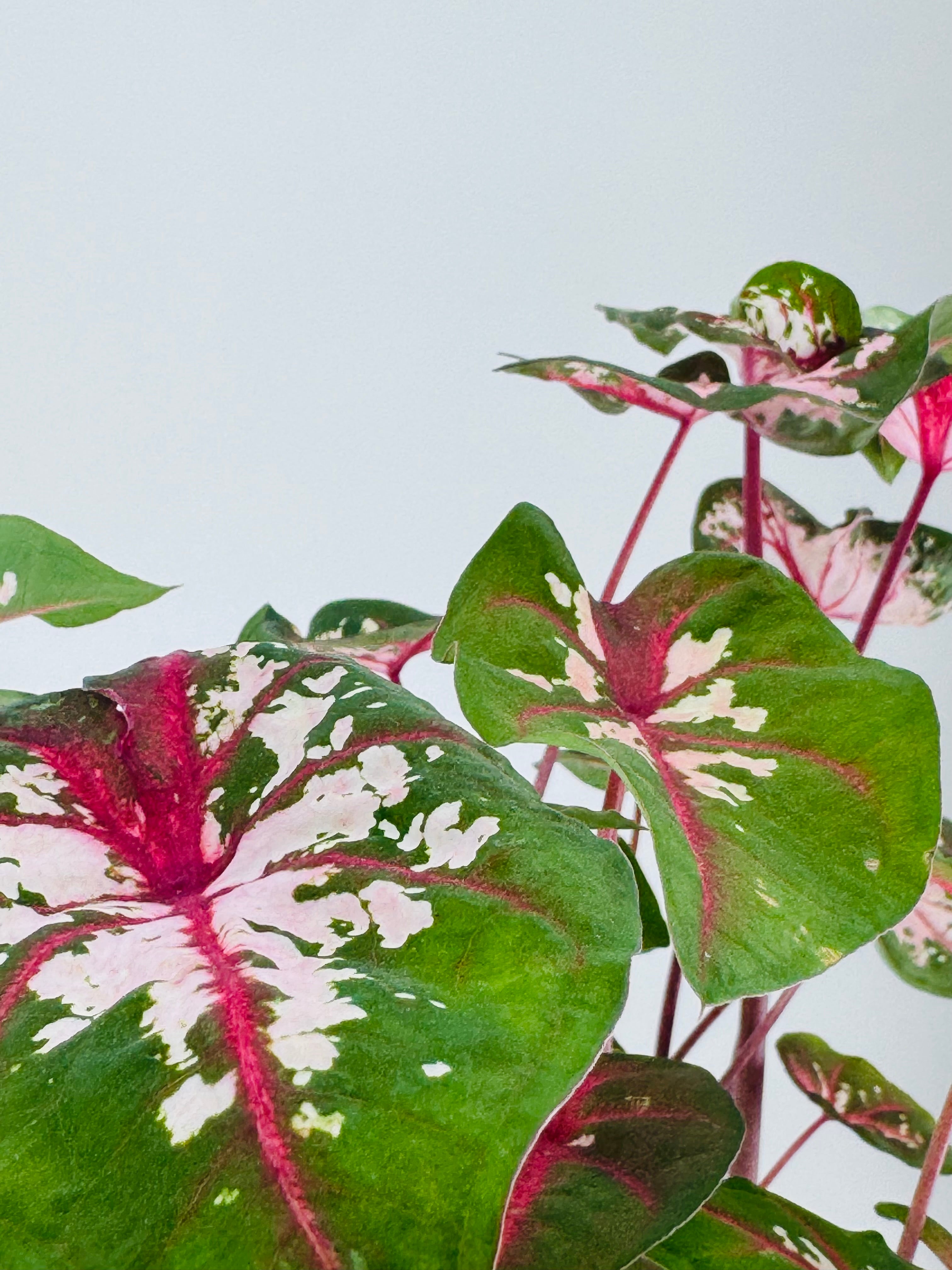 Planta Caladium XL M21 con hojas grandes verdes, rosadas y blancas, sobre fondo claro.