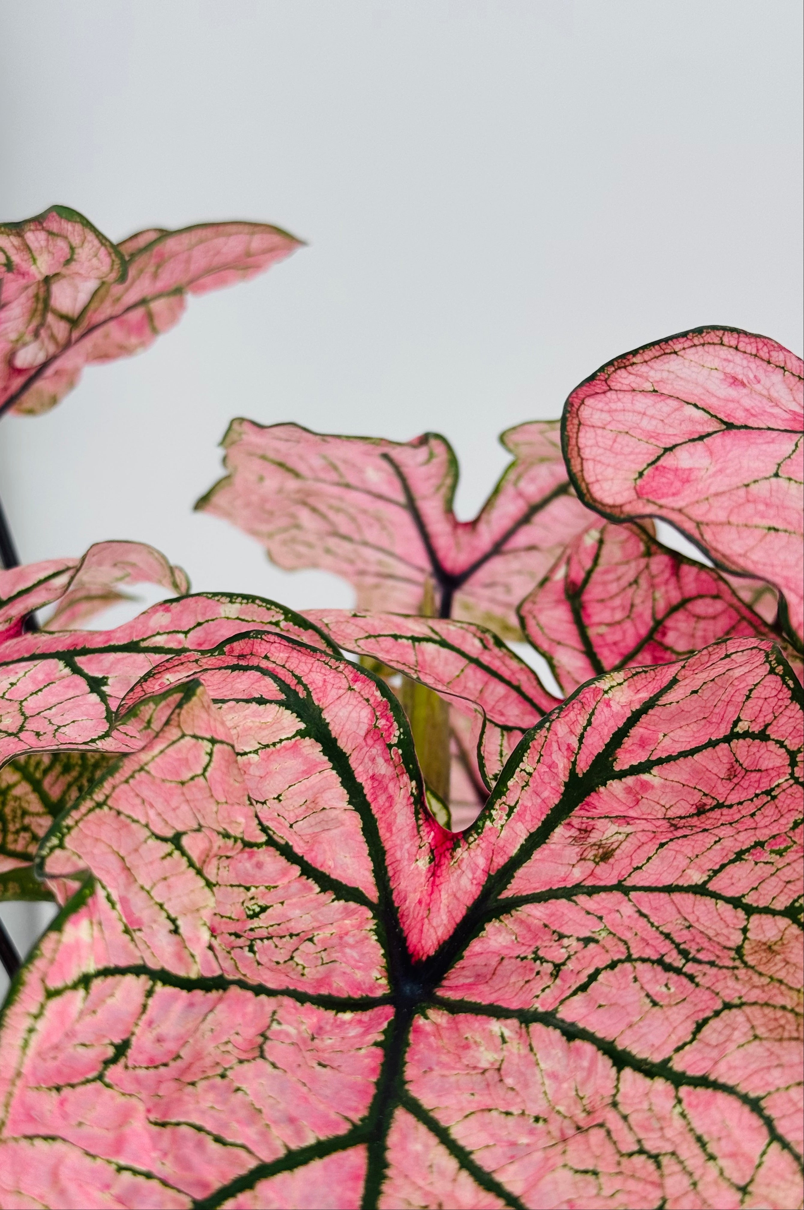 CALADIUM XL M21