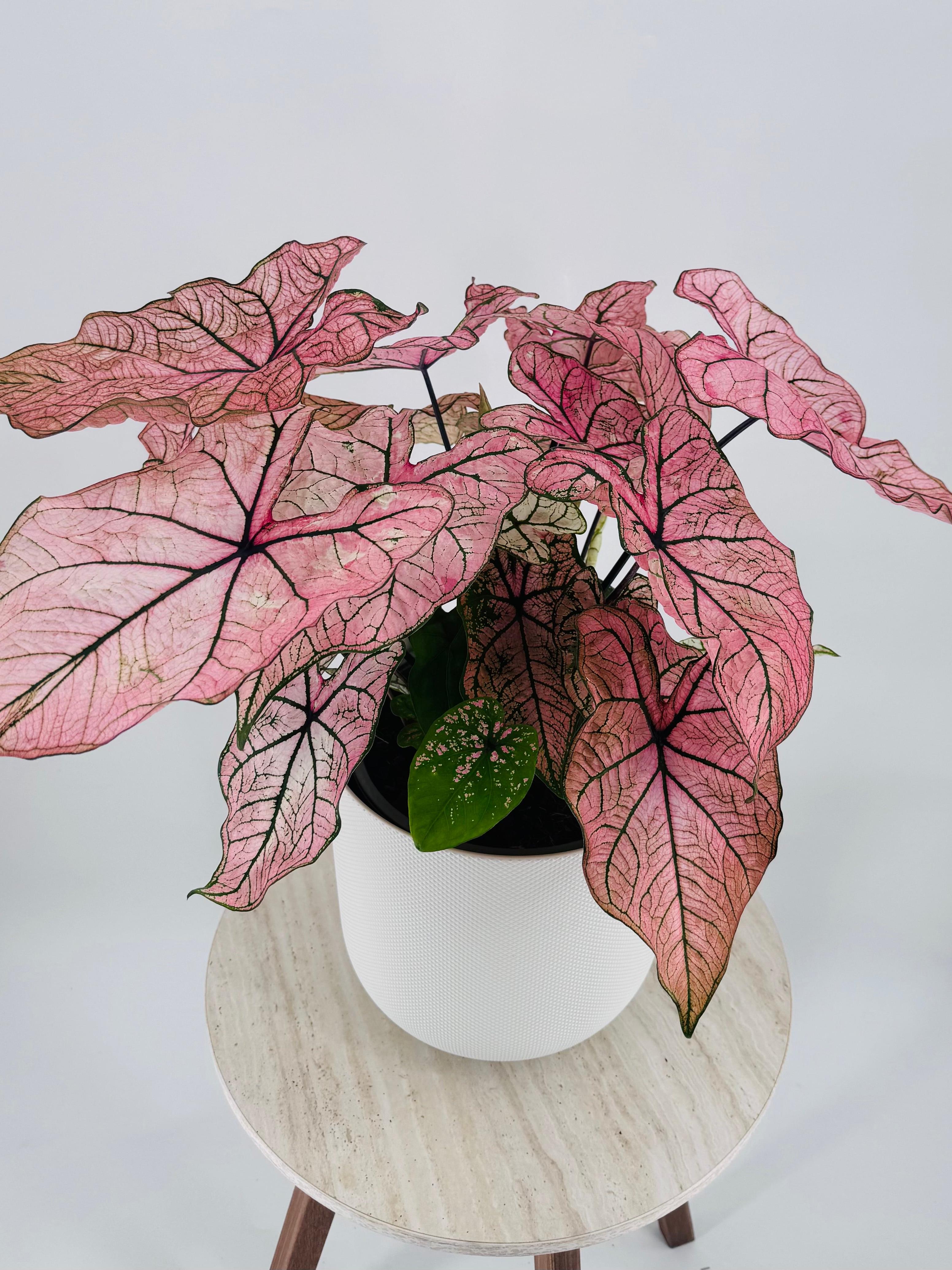 Caladium XL M21 con hojas rosadas vibrantes y venas oscuras en maceta blanca.