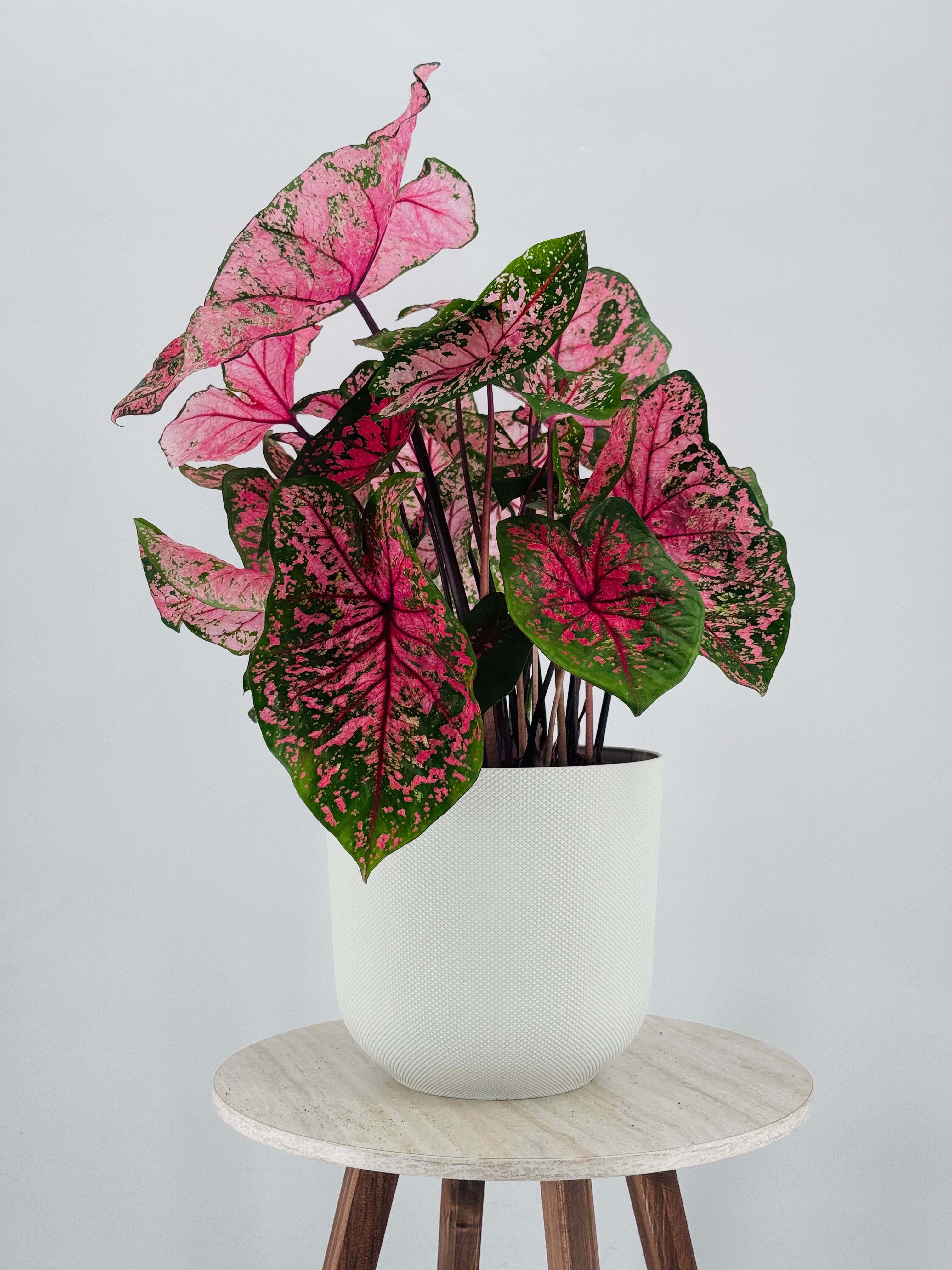 Caladium XL M21 con hojas grandes rosadas y verdes en maceta blanca texturizada sobre mesa de madera.