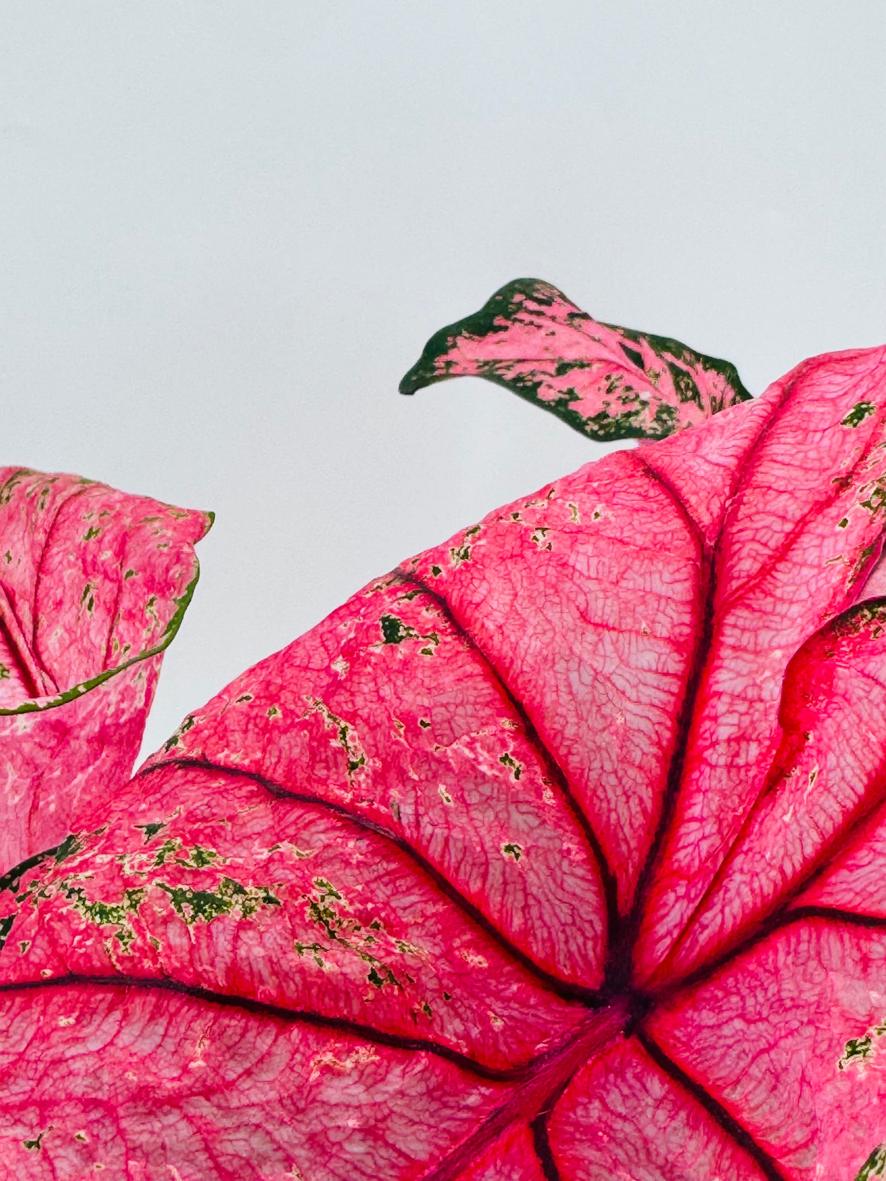 Caladium XL M21 con hojas tropicales grandes de color rosa vibrante y detalles verdes.