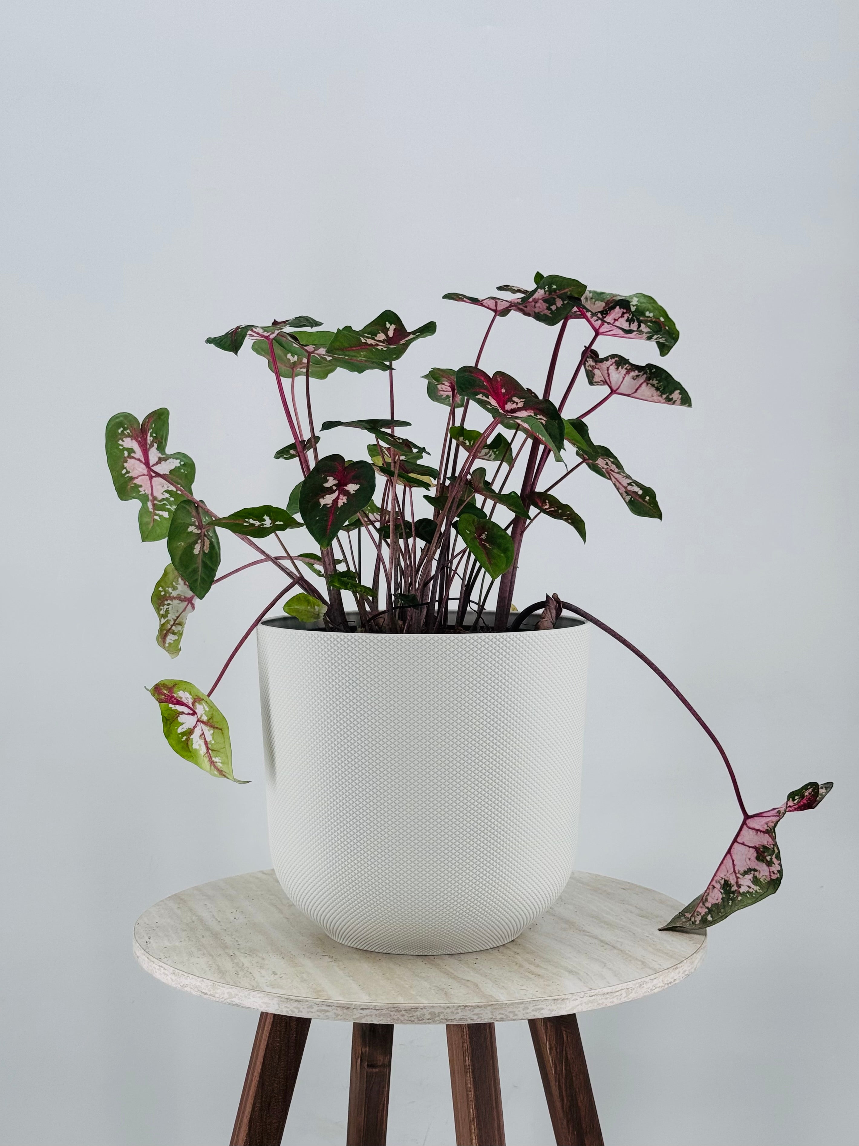 Caladium XL M21 con hojas verdes y rosadas en maceta blanca texturizada sobre mesa de madera.