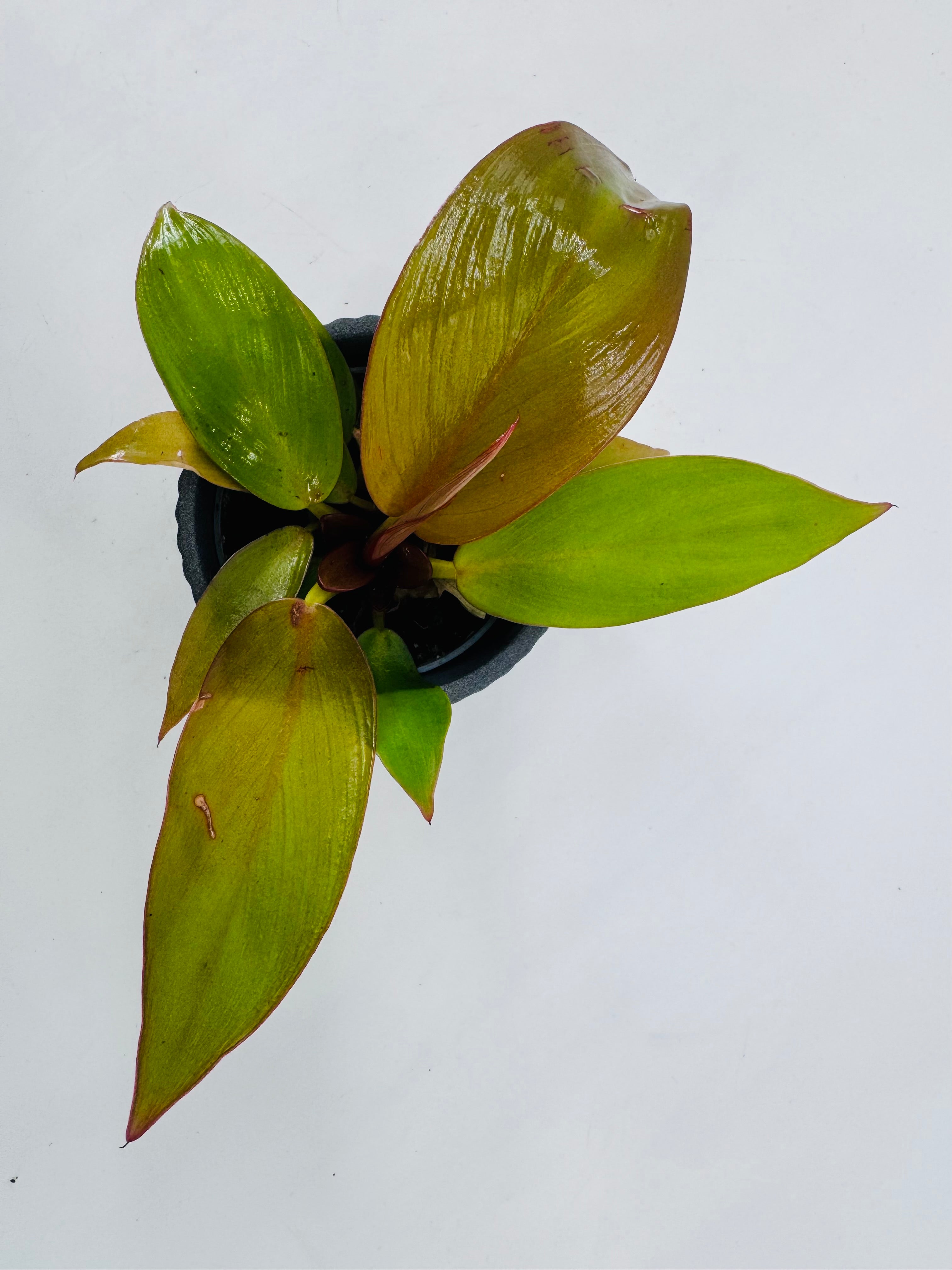 CALATHEA MIX M7