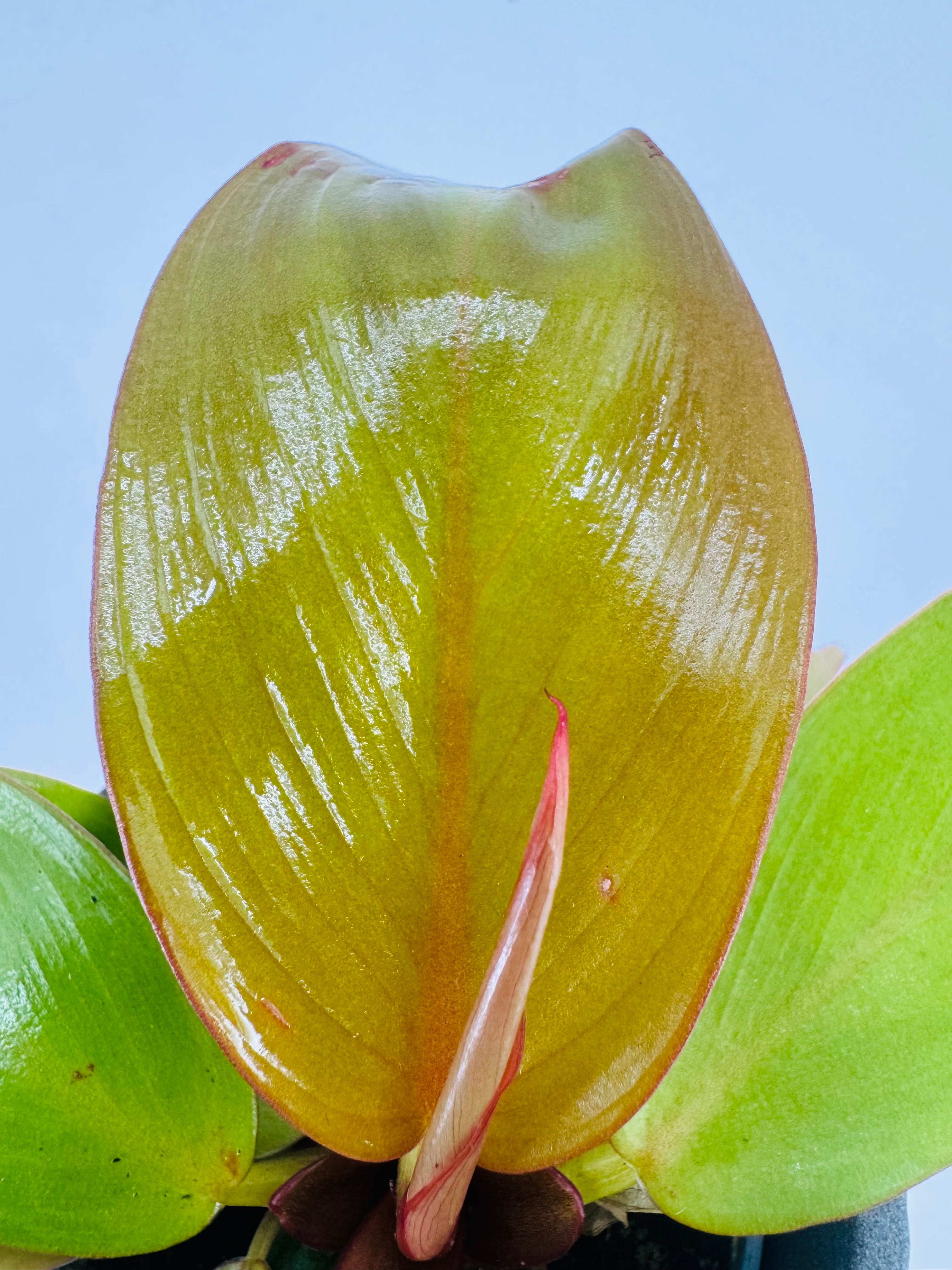 CALATHEA MIX M7