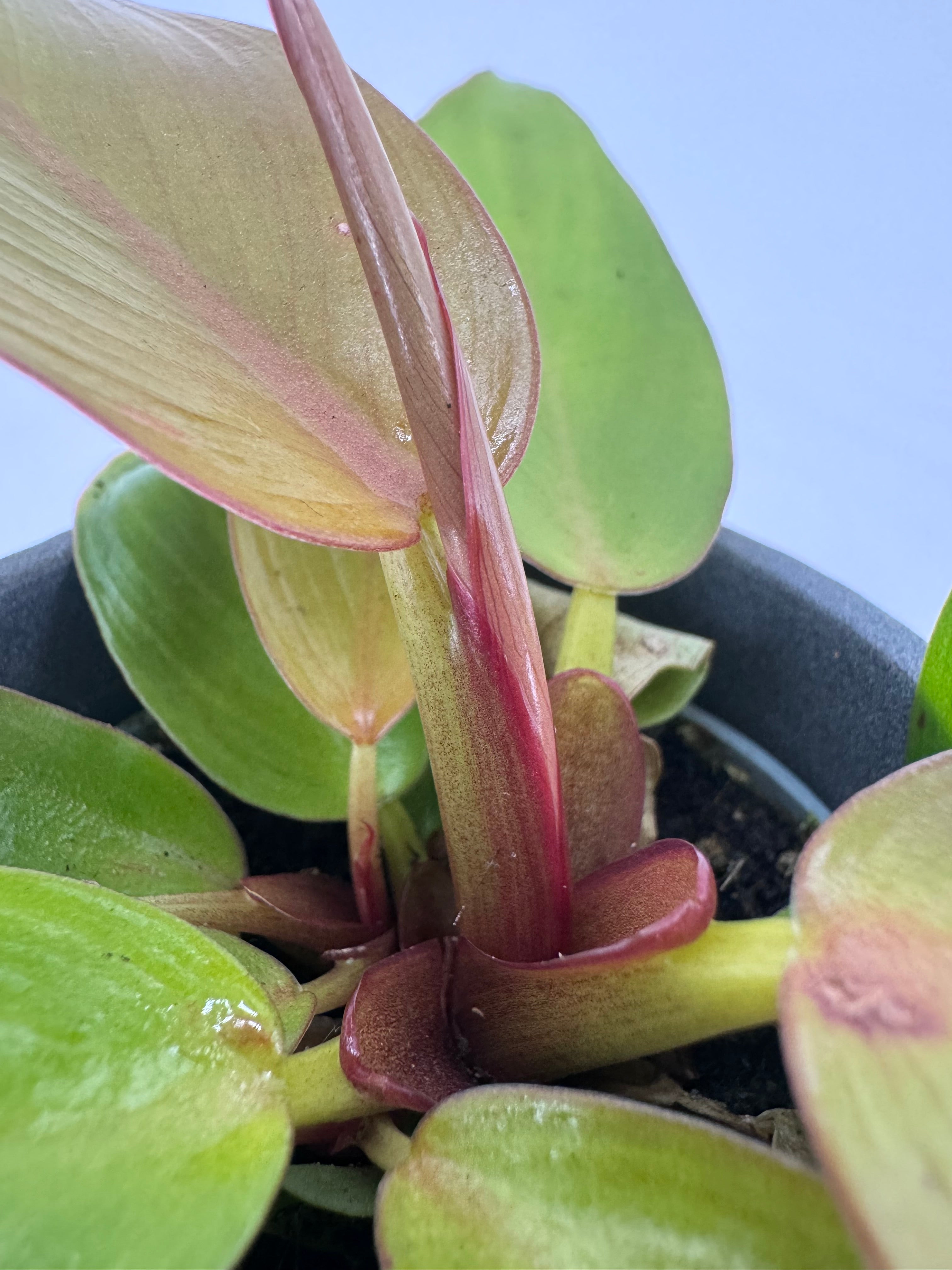 CALATHEA MIX M7