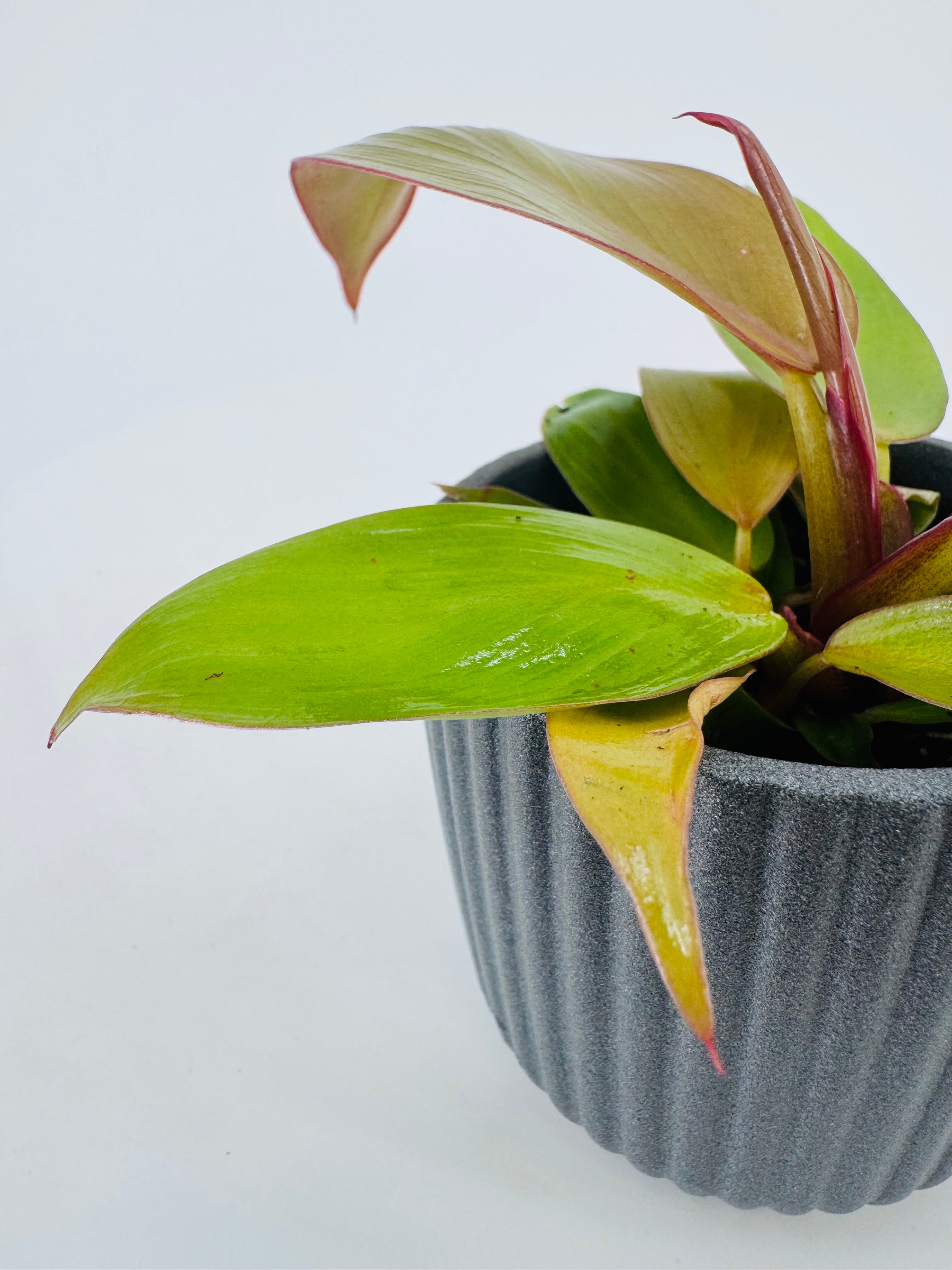 CALATHEA MIX M7