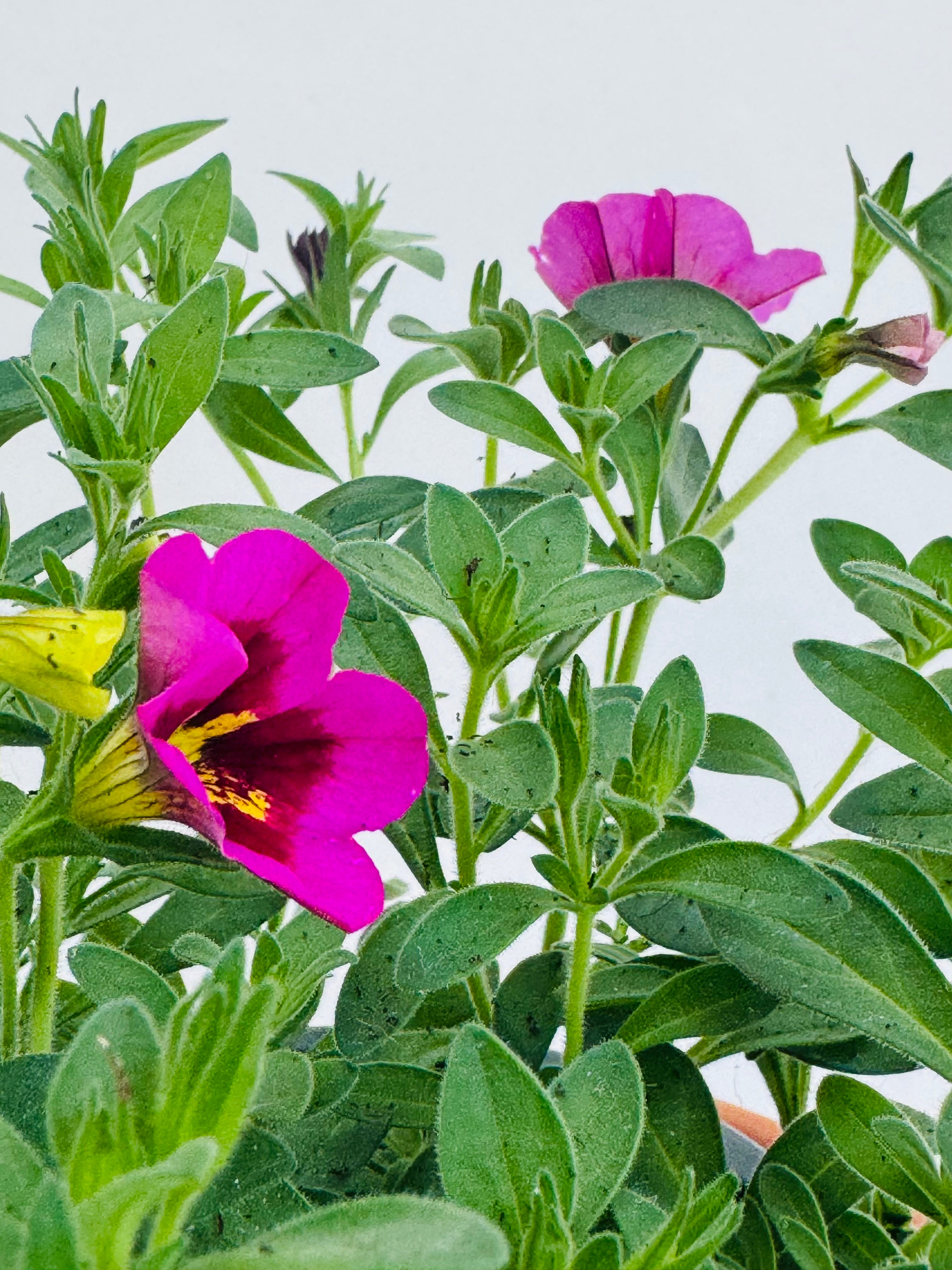 CALIBRACHOA MIX COLORES M14