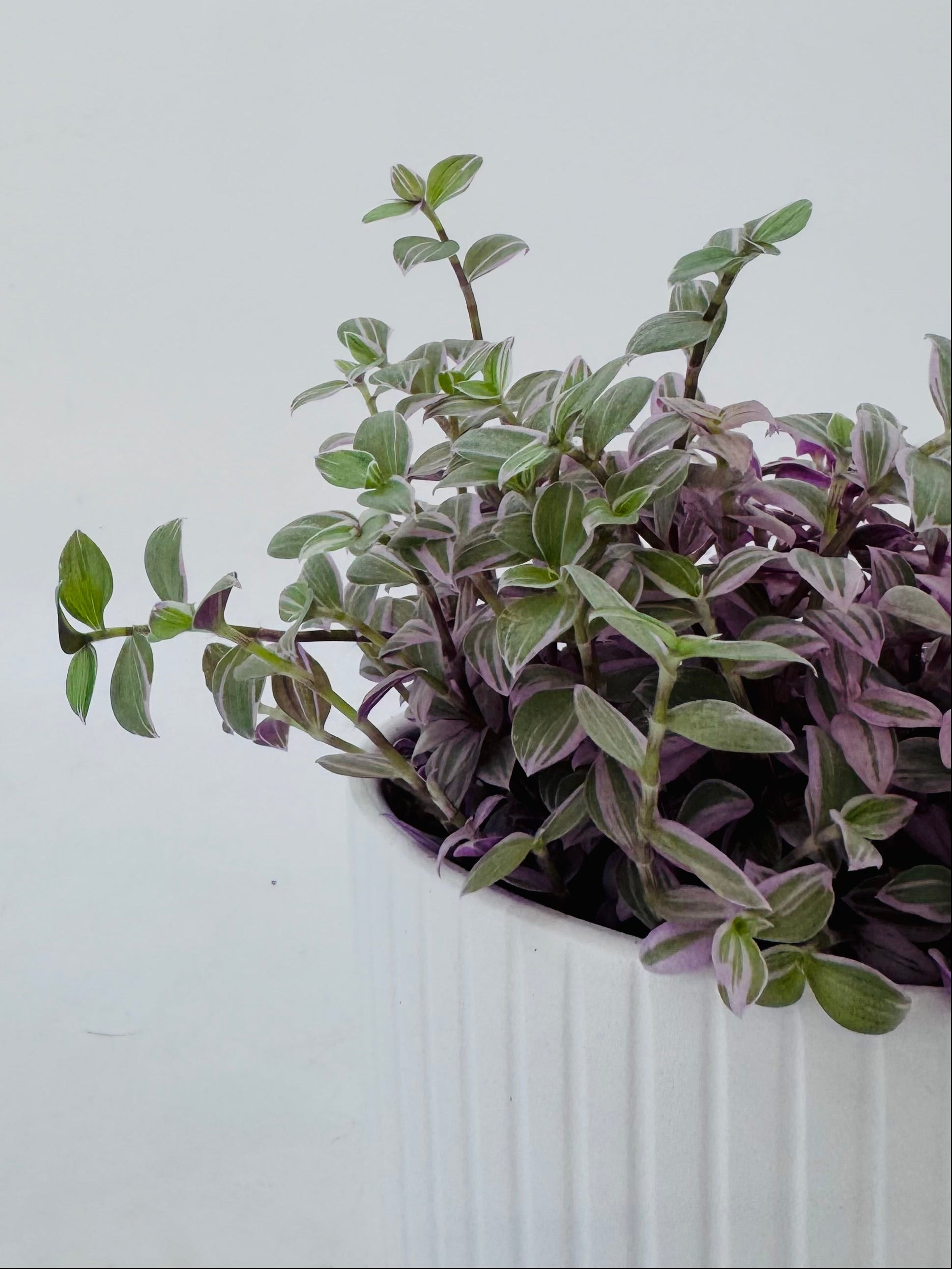 CALLISIA ROSATO M10,5