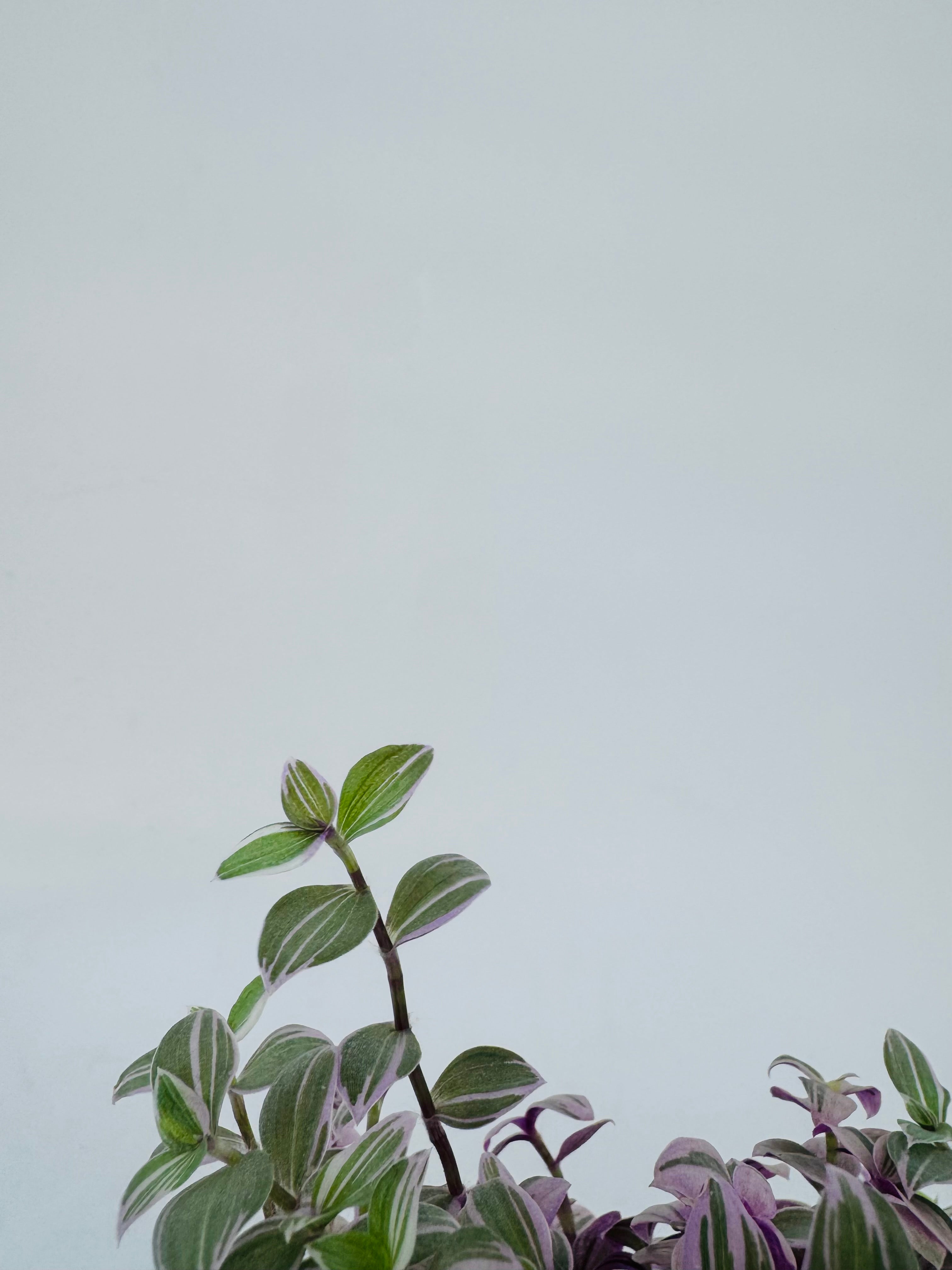 CALLISIA ROSATO M10,5