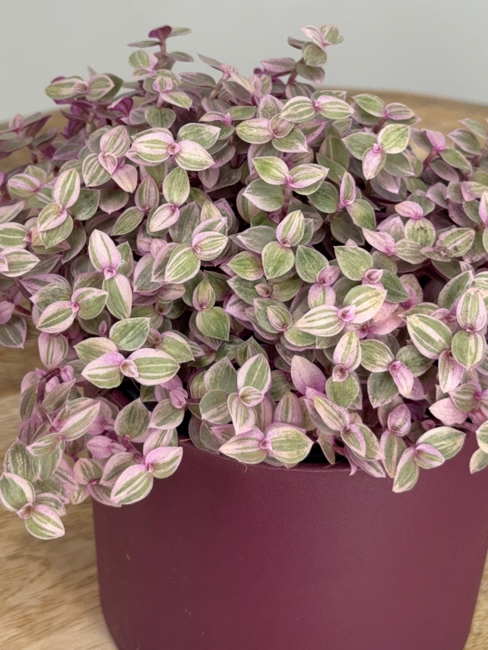 CALLISIA ROSATO M10,5
