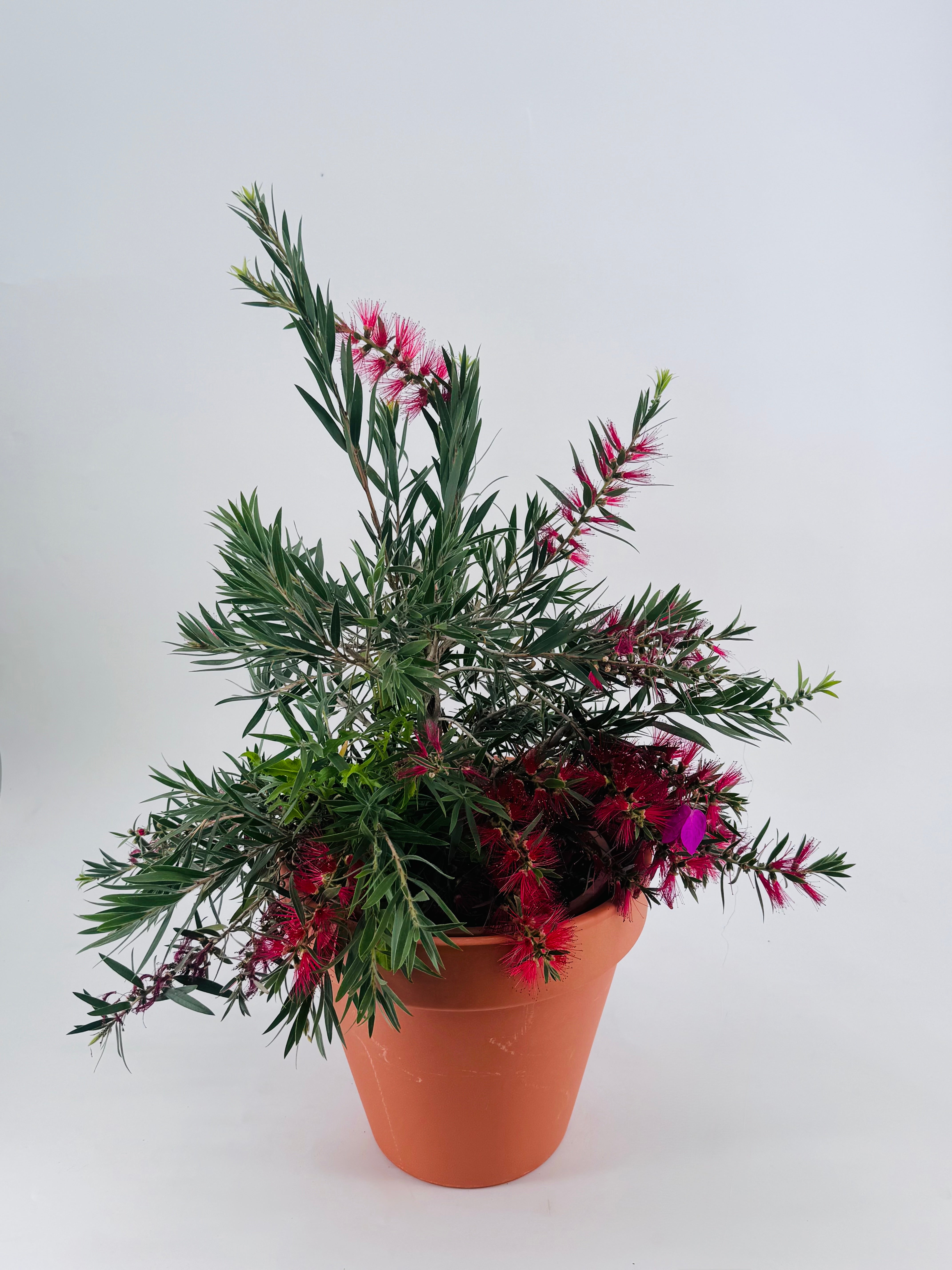 CALLISTEMON MASSOTI MINI RED 5L
