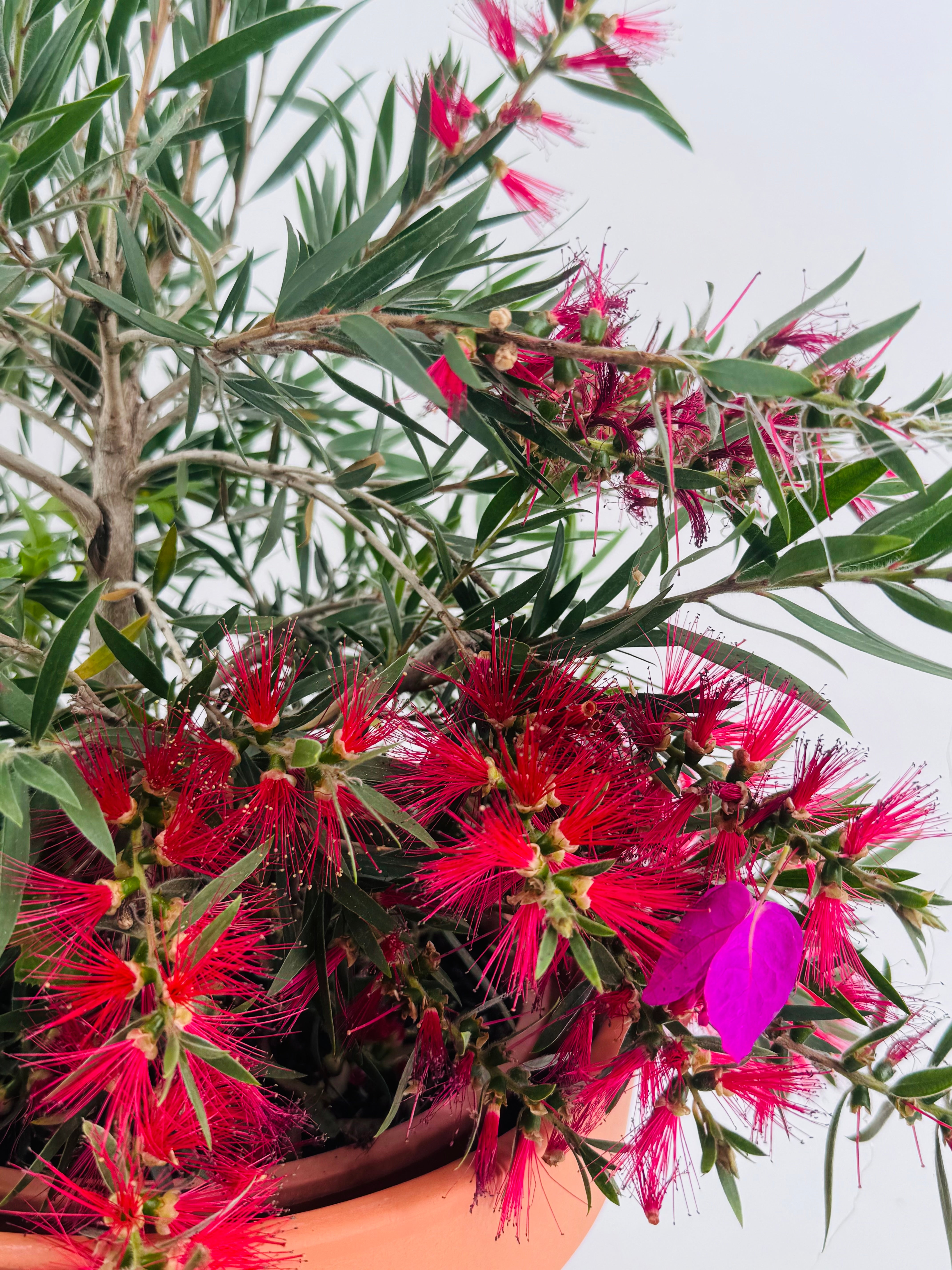 CALLISTEMON MASSOTI MINI RED 5L