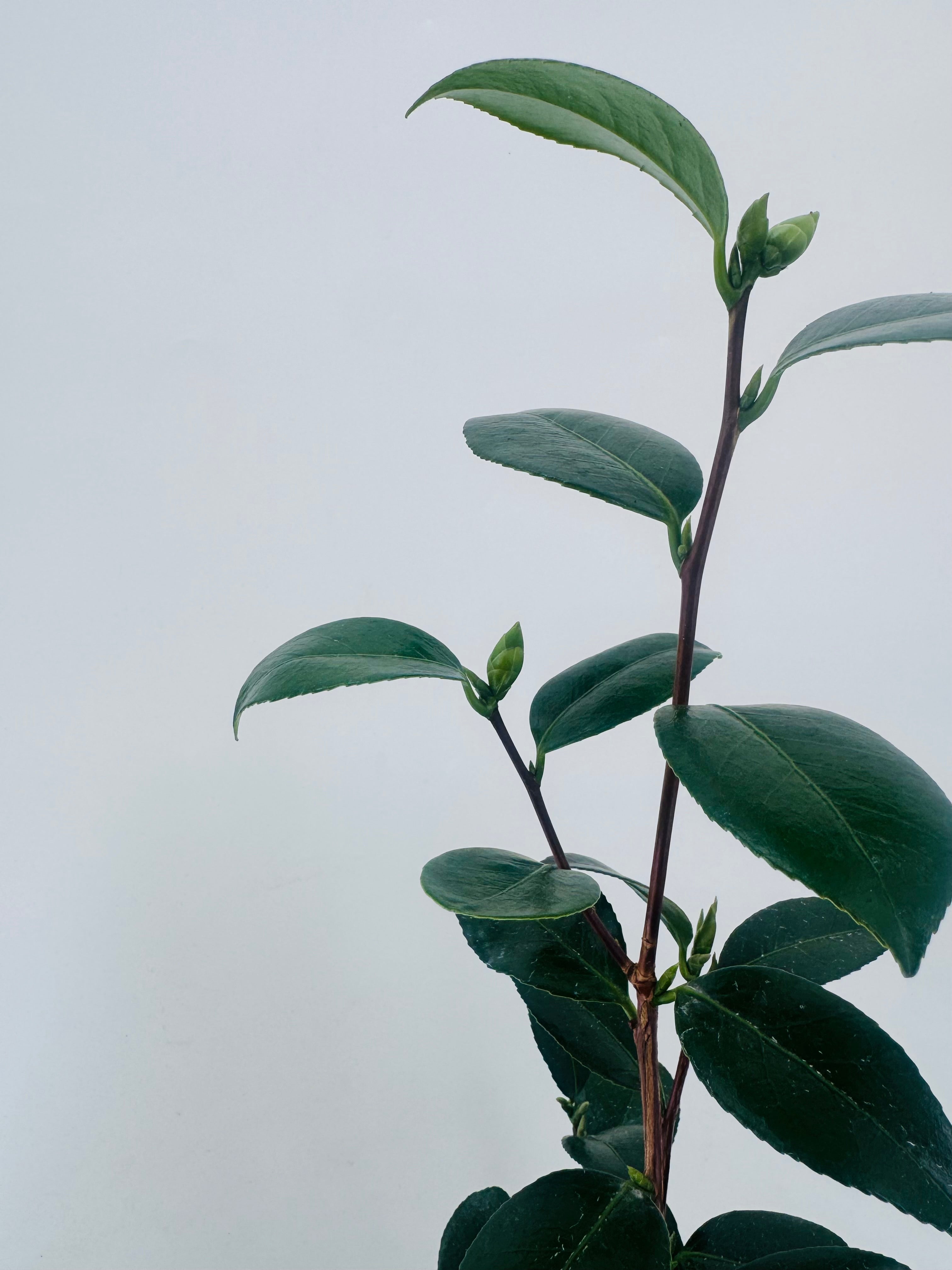 CAMELIA JAPONICA 0.8L