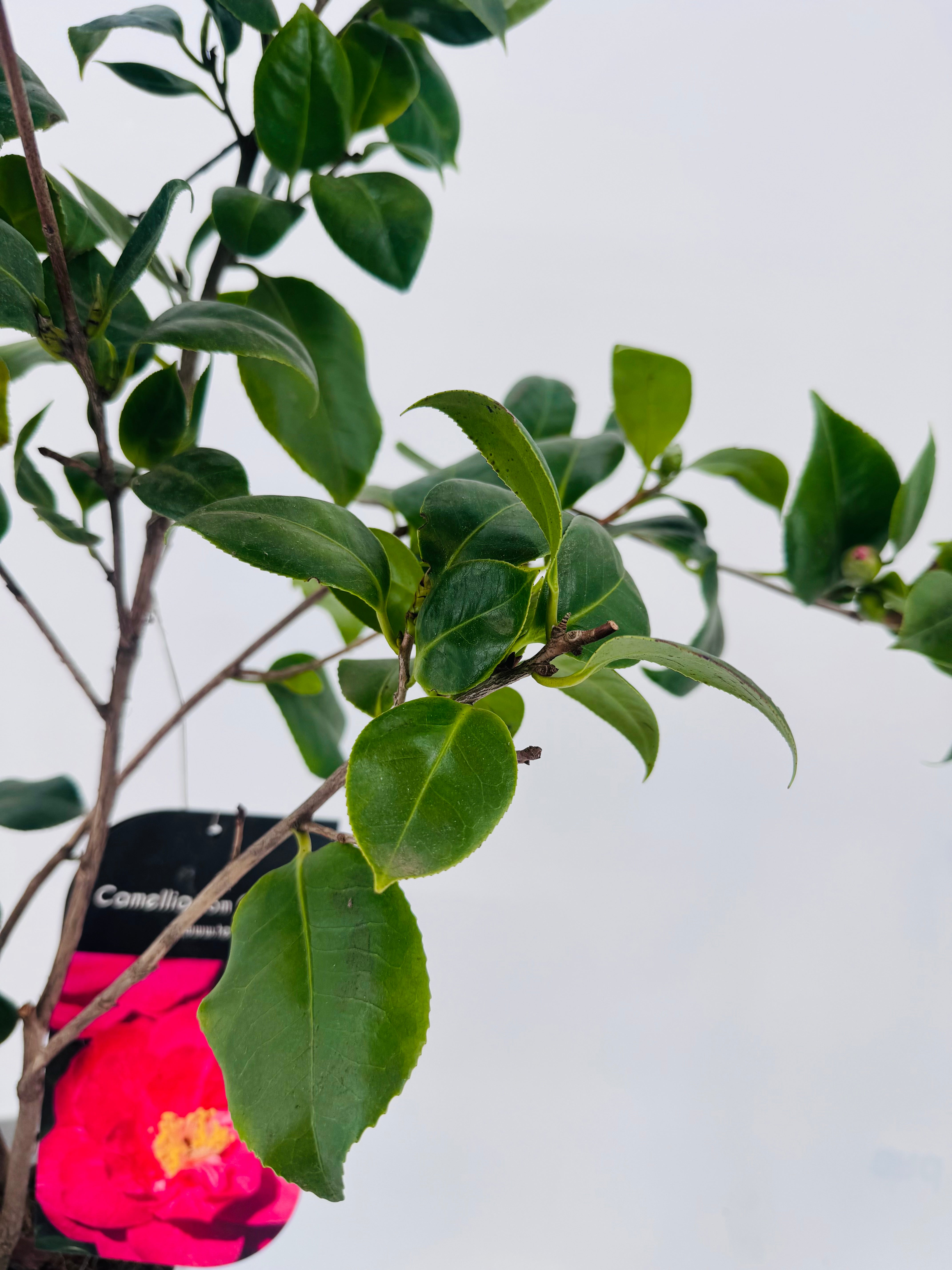 Arbusto de Camelia Standard Line 3L con hojas verdes brillantes y una flor rosa vibrante.