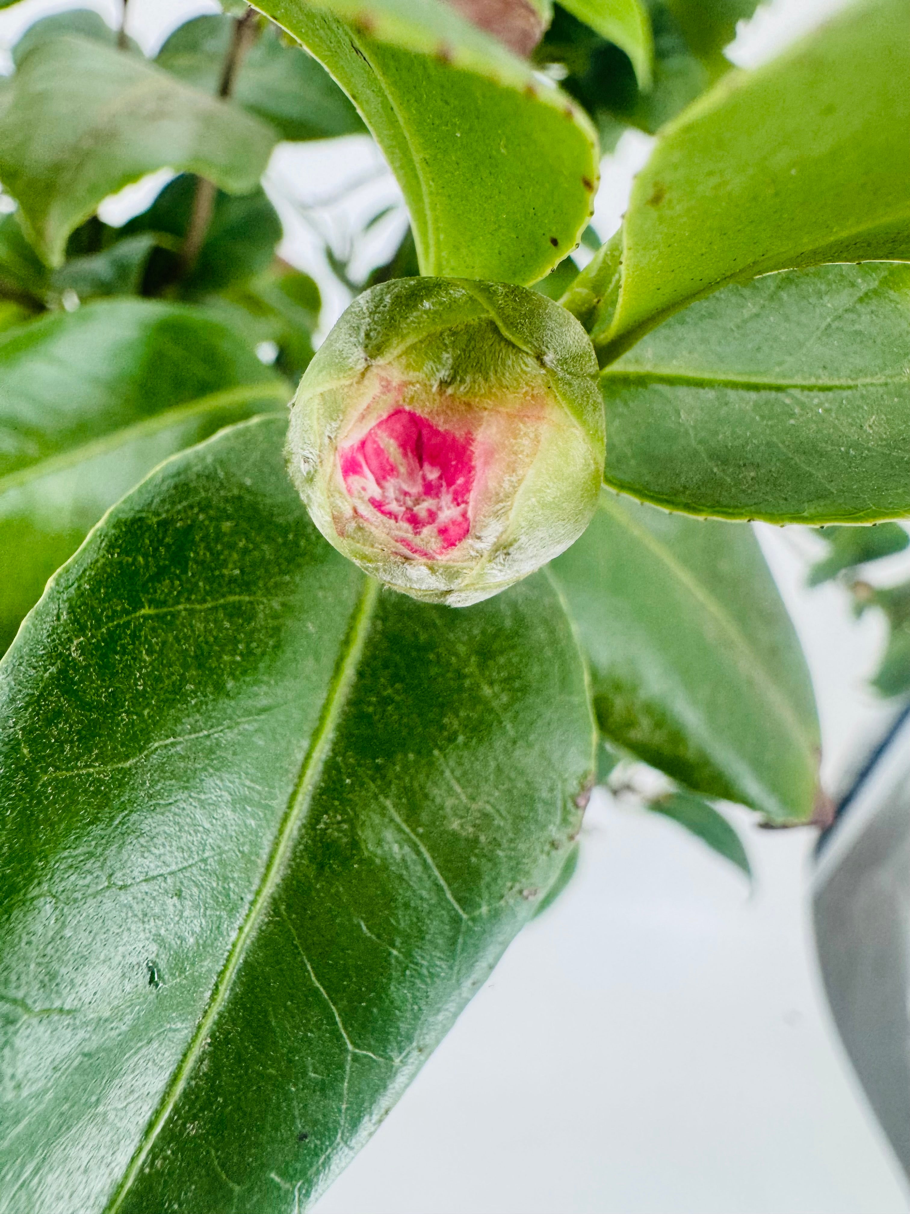 Botón de flor de Camelia rosa vibrante rodeado de hojas verdes brillantes.