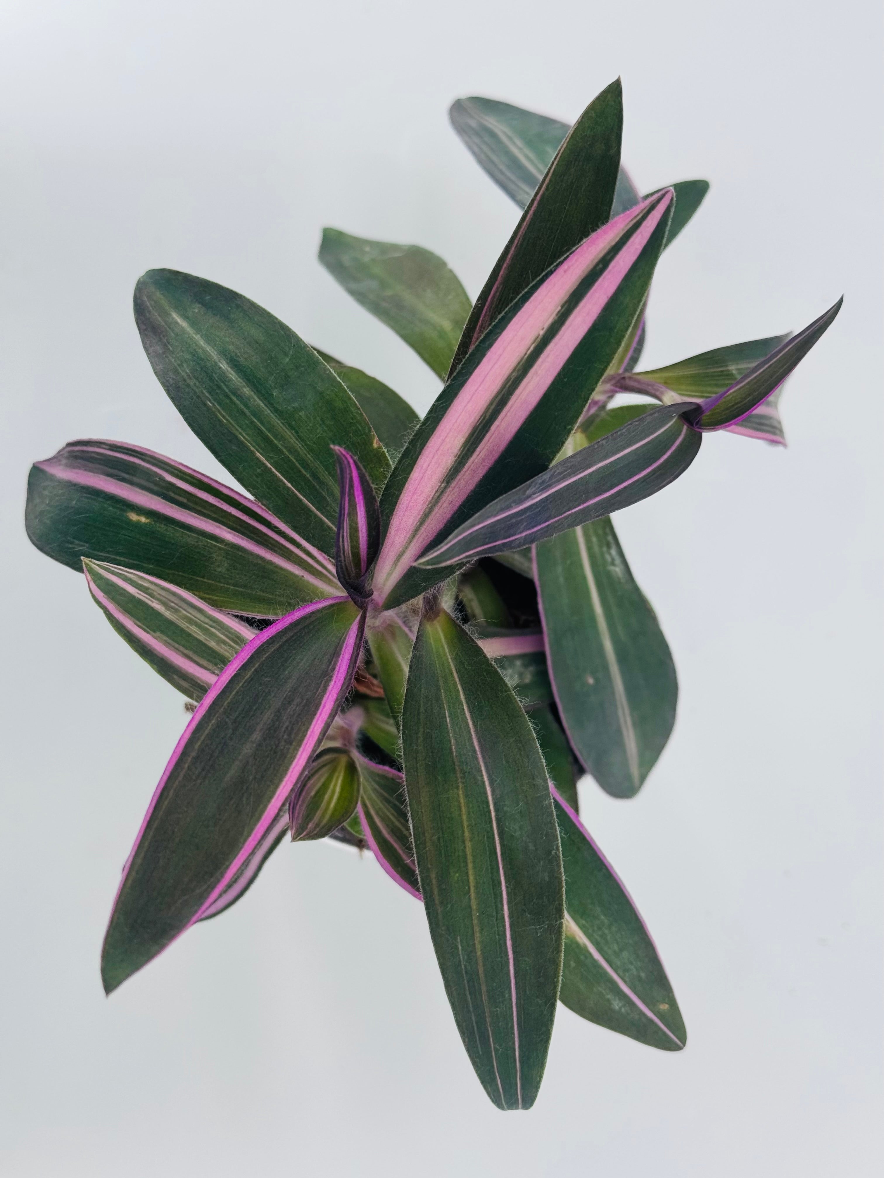 TRADESCANTIA PINK PARADAISE M10.5