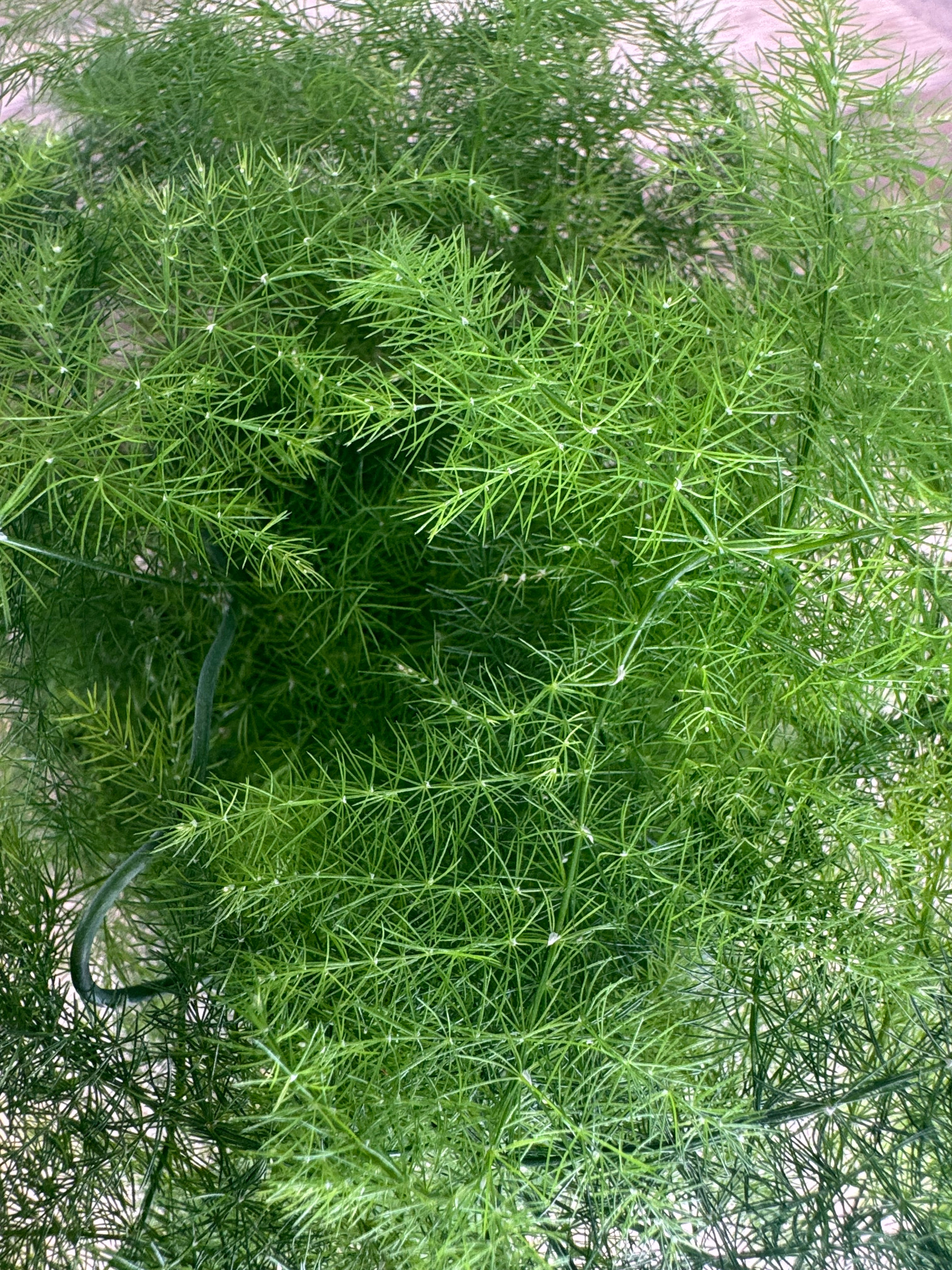 ASPARAGUS SETACEUS PLUMOSUS M7