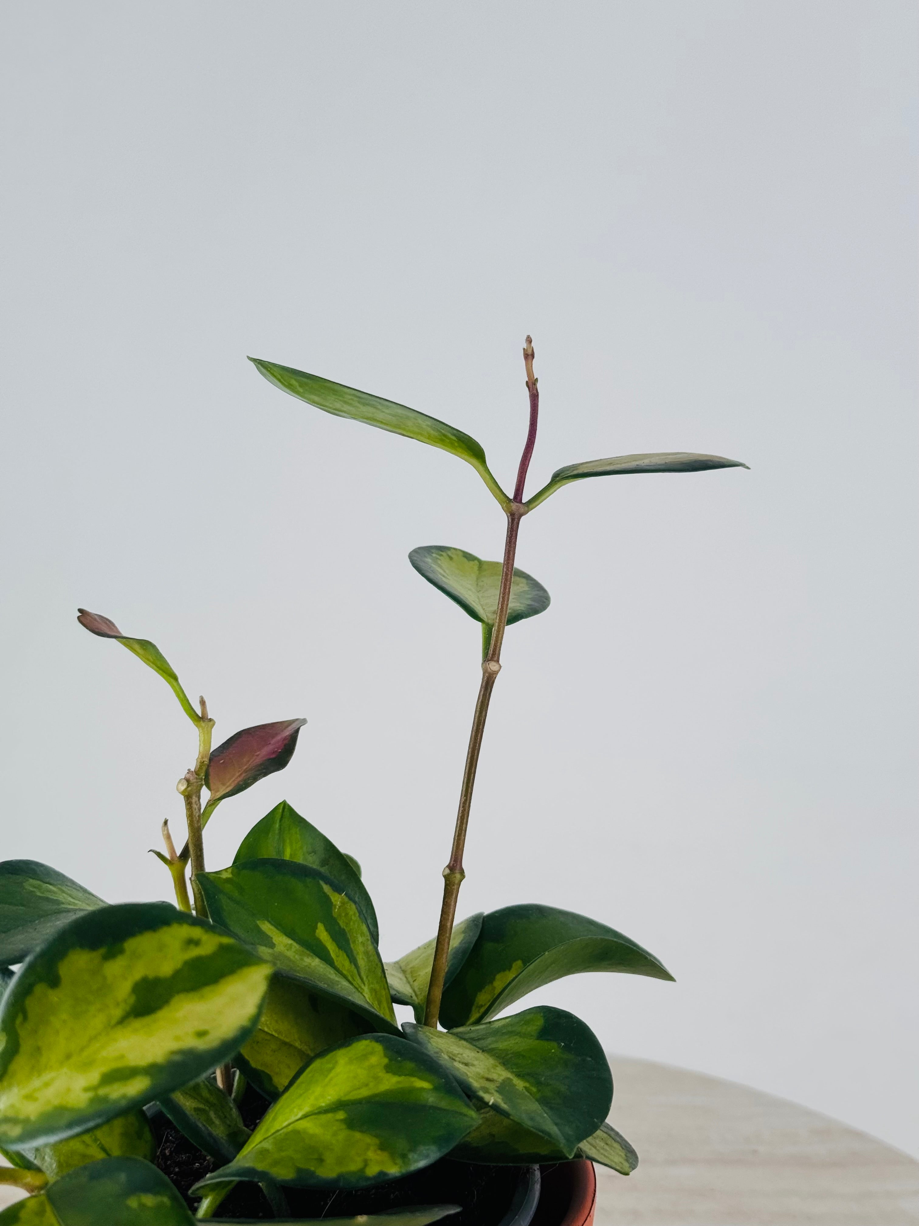 HOYA CARNOSA TRICOLOR M9