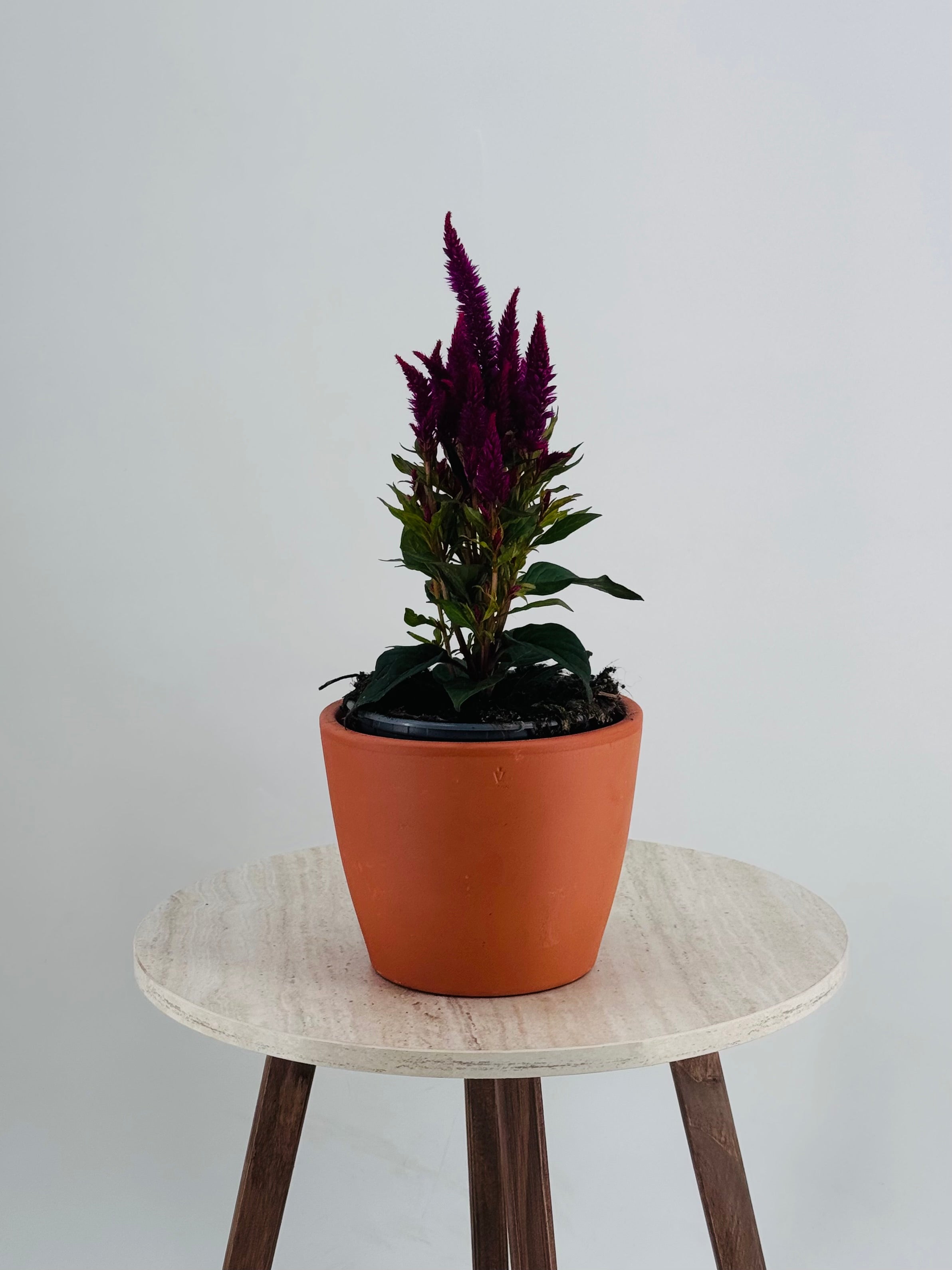 CELOSIA FM13