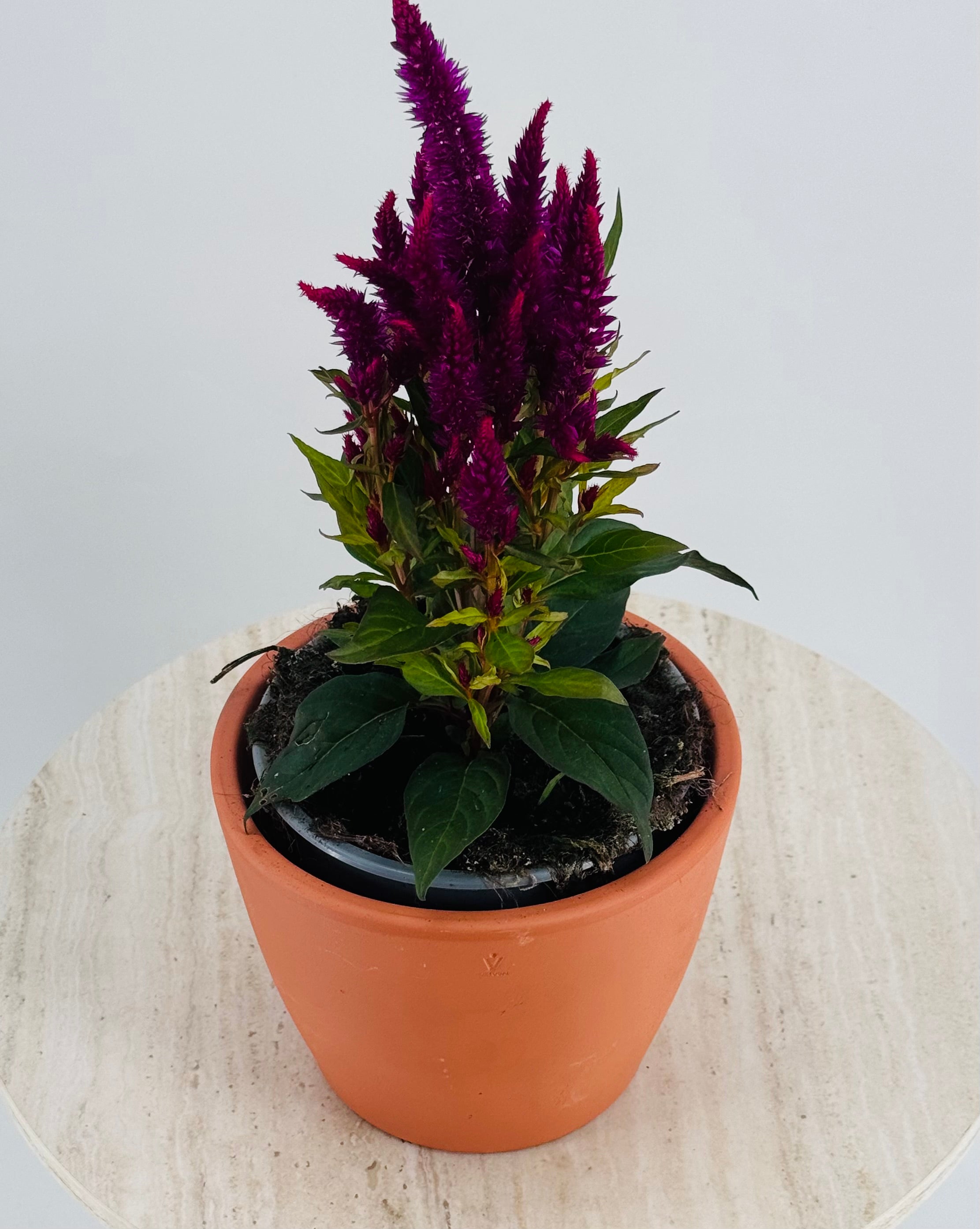 CELOSIA FM13