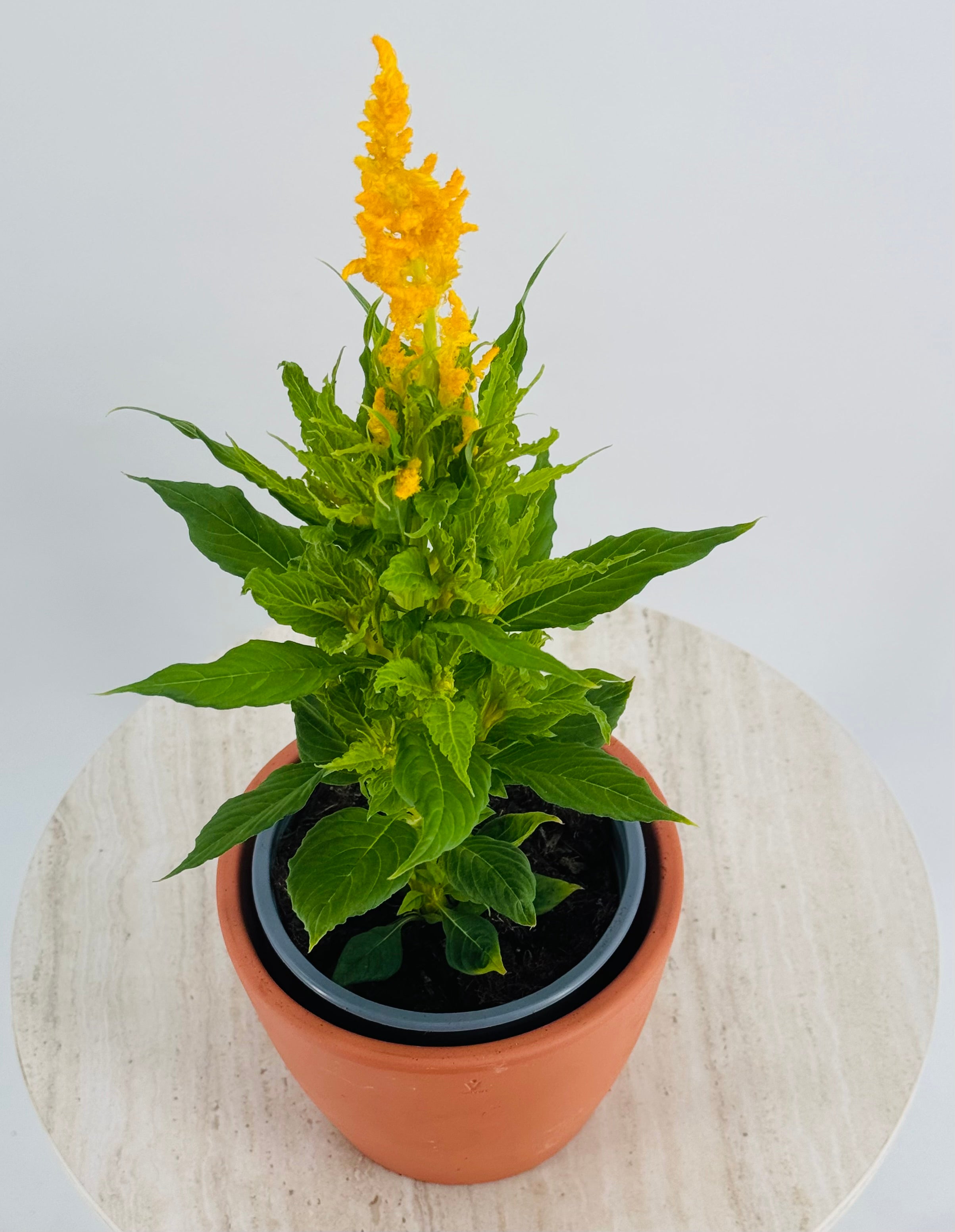 CELOSIA FM13