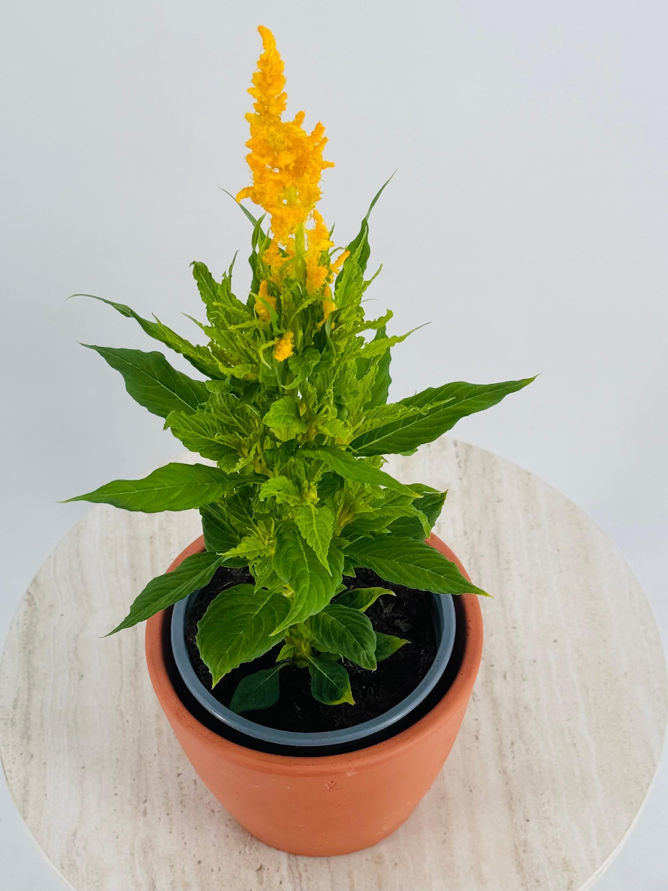 CELOSIA FM13
