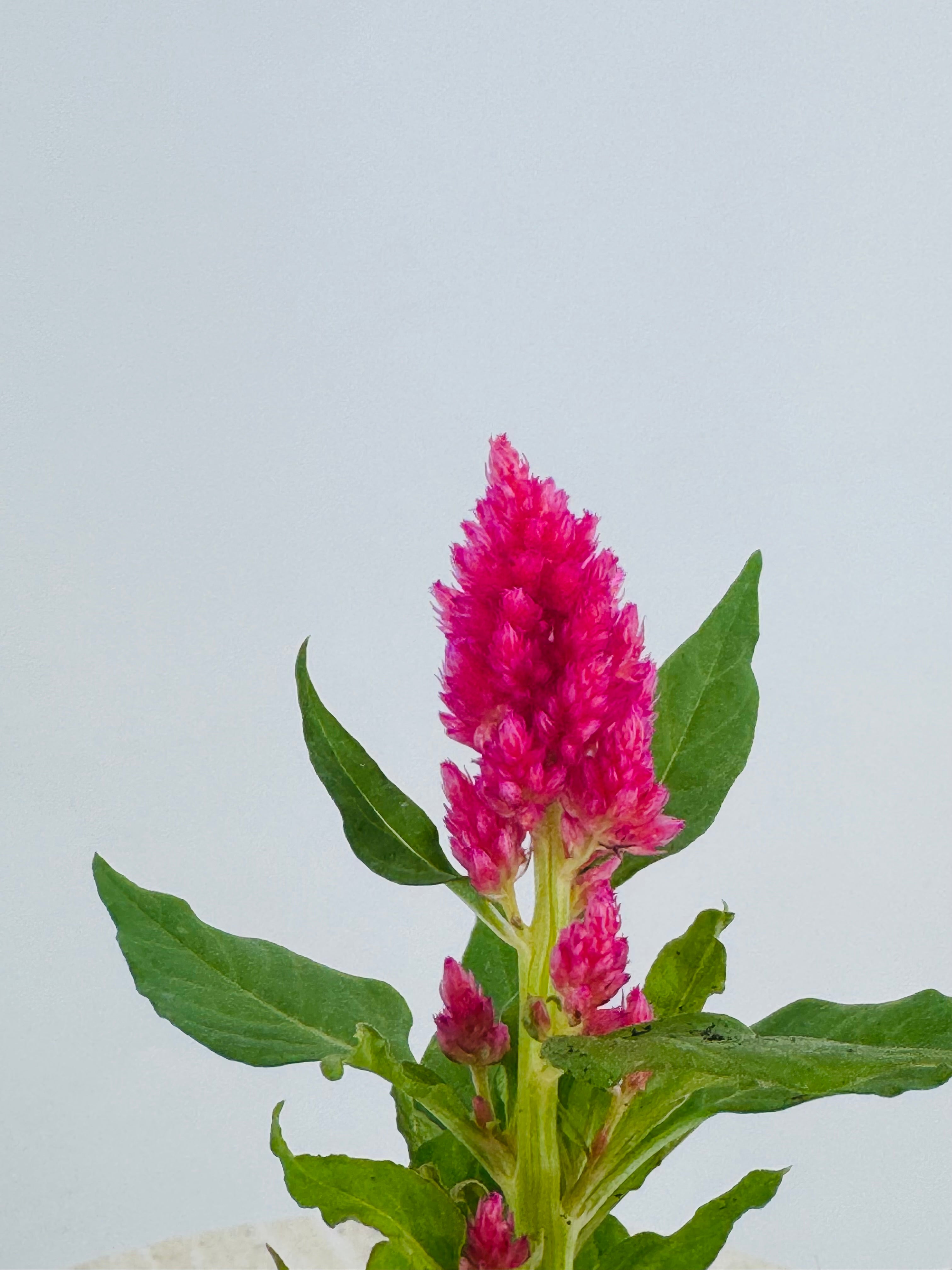 CELOSIA PLUMOSA M11