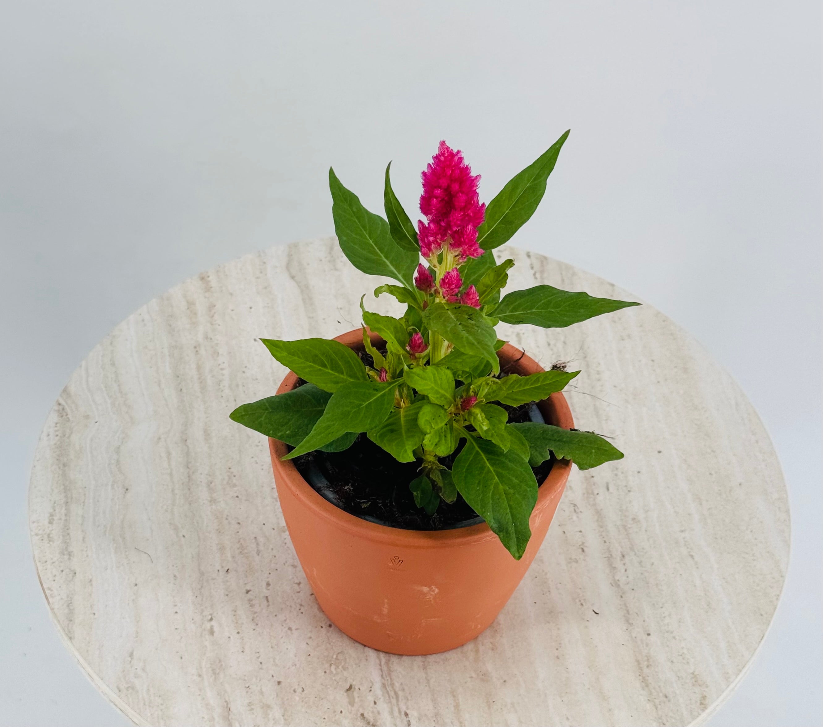 CELOSIA PLUMOSA M11
