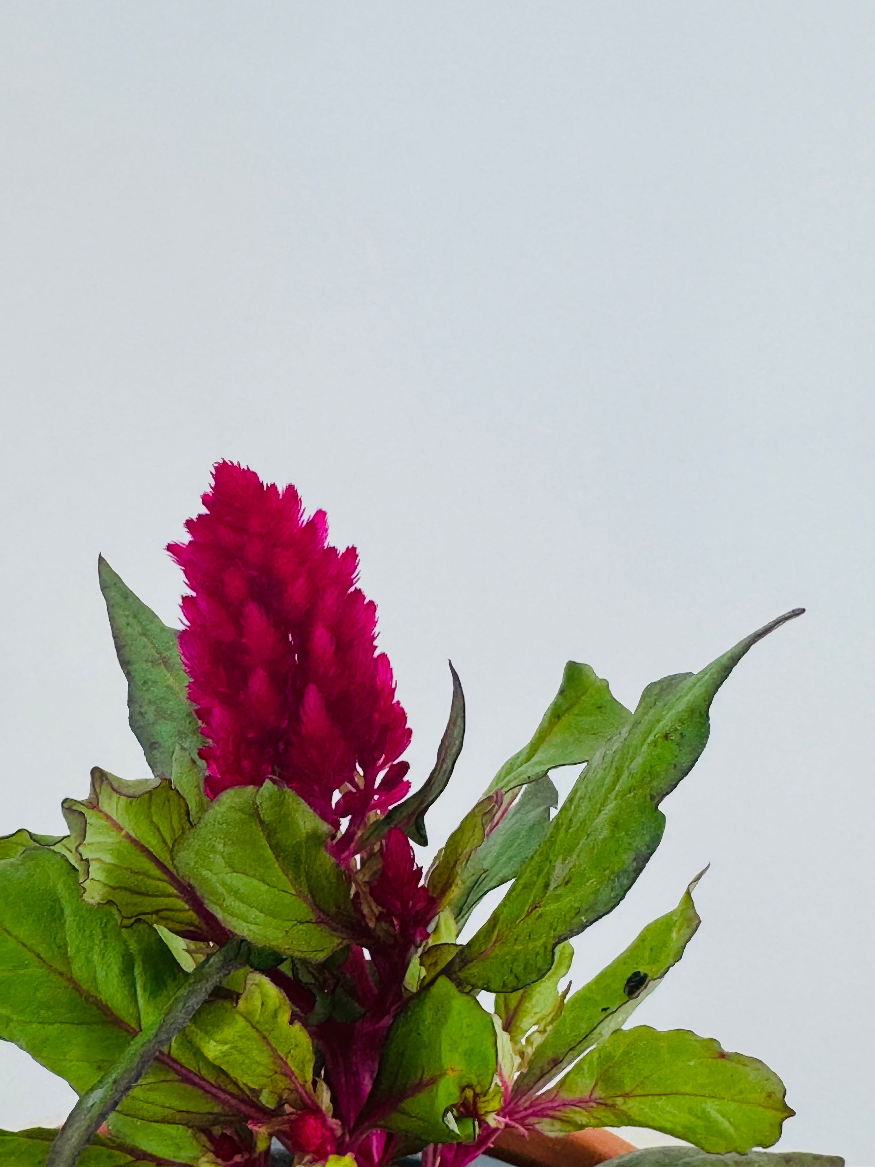 CELOSIA PLUMOSA M11