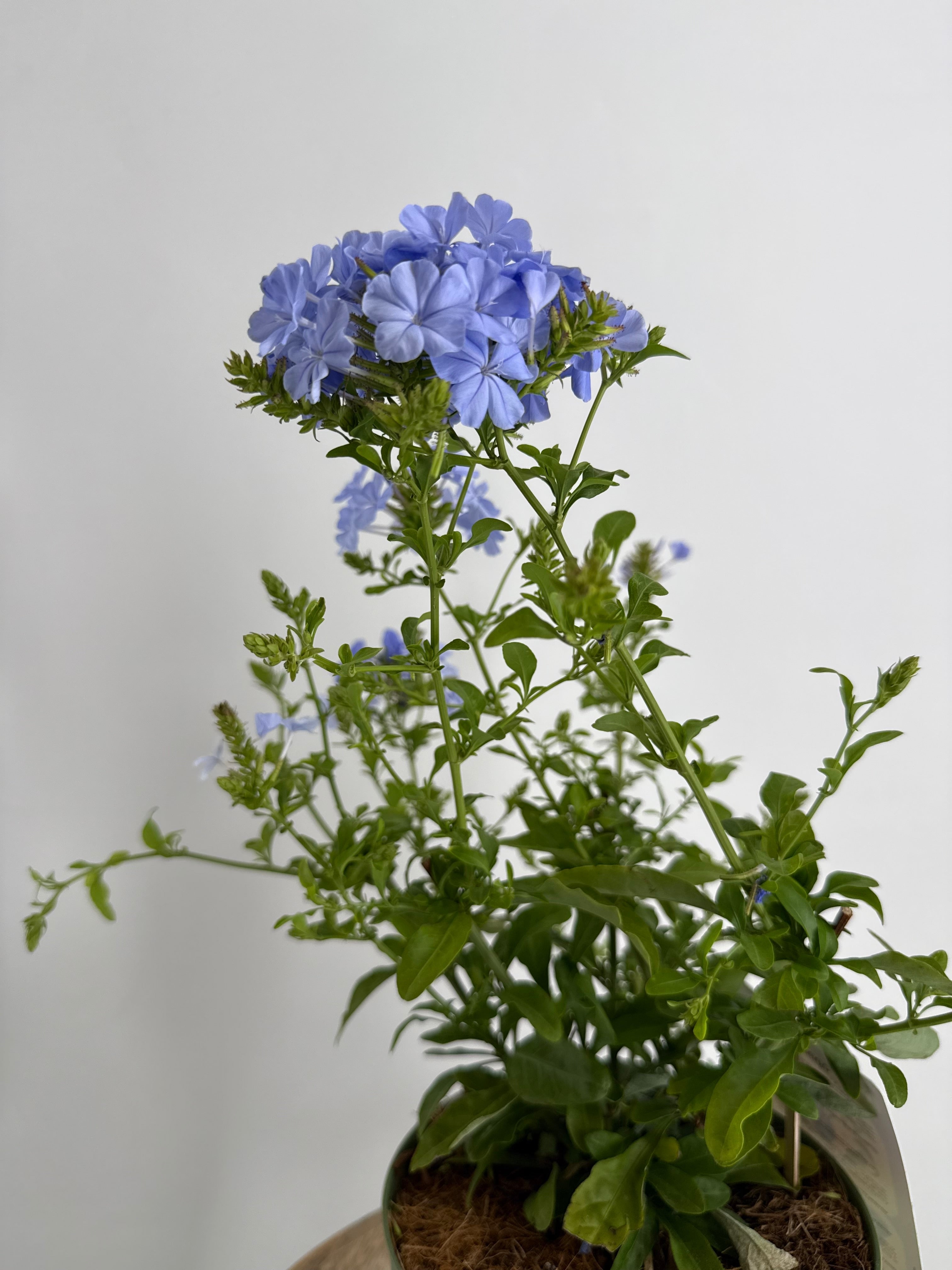 PLUMBAGO AURICULATA 2L