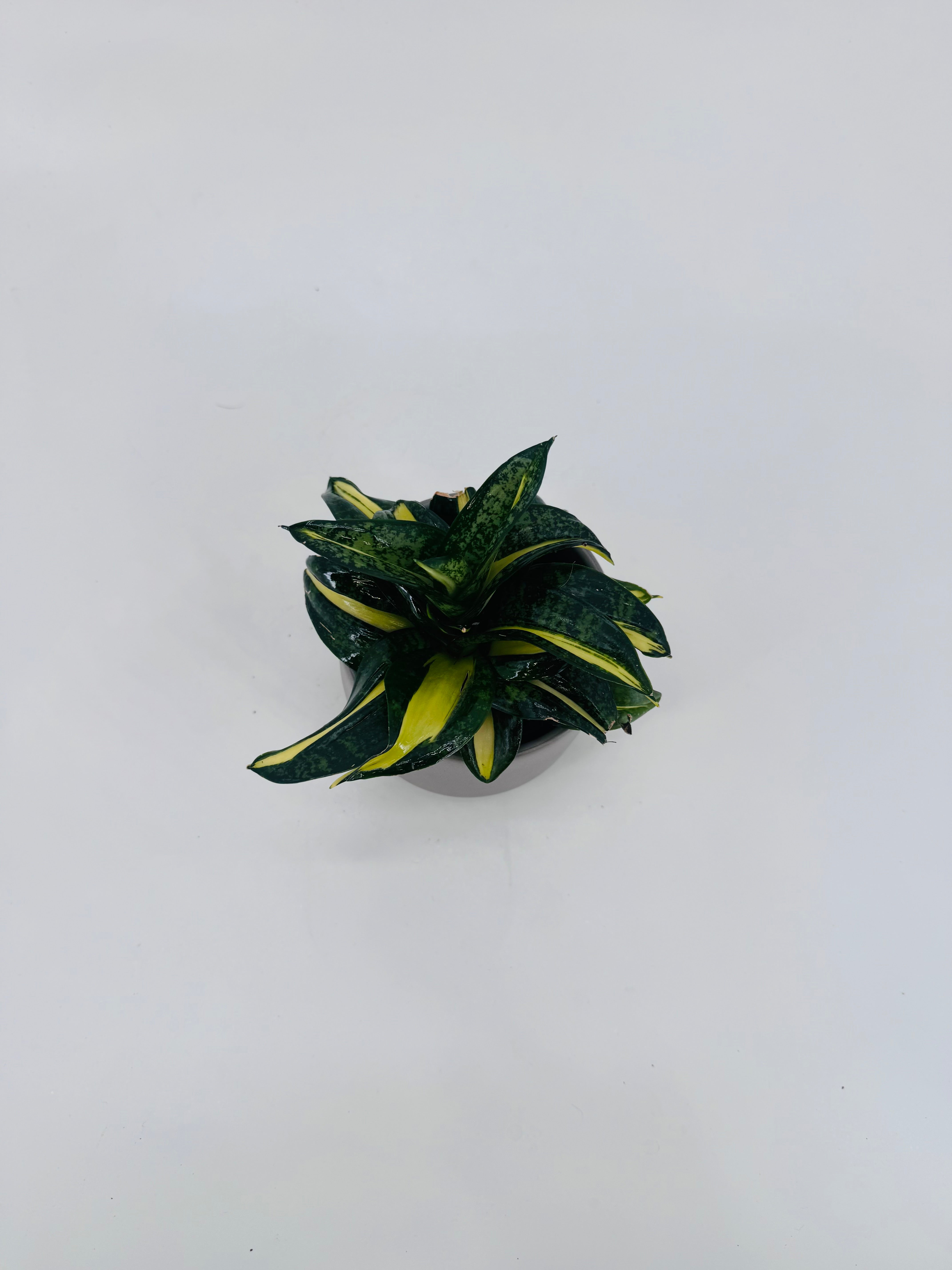 SANSEVIERIA TRIF SPIRAL STAR M9