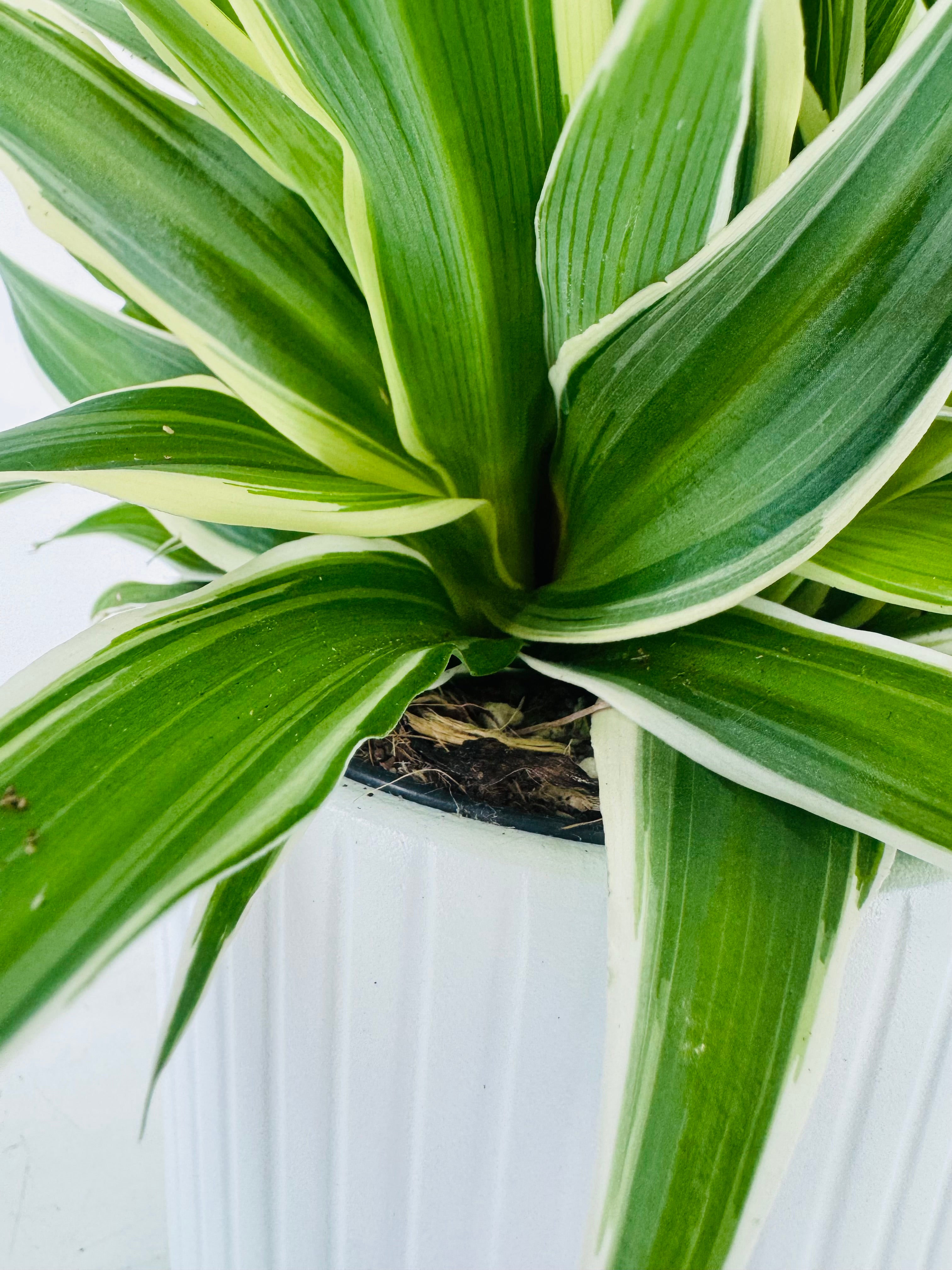 CHLOROPHYTUM CONM VITTATUM M13