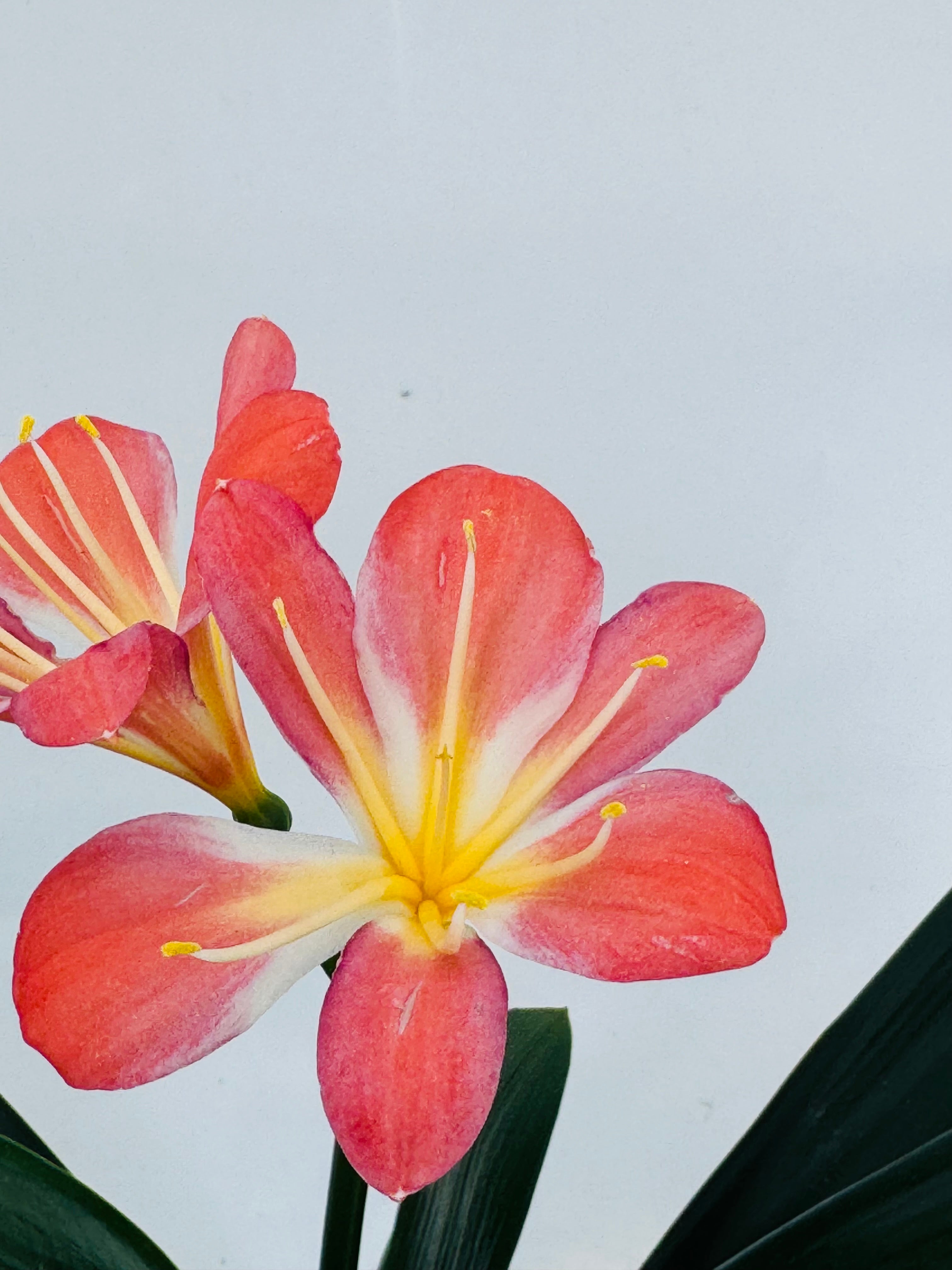 CLIVIA MANIATA NARANJA