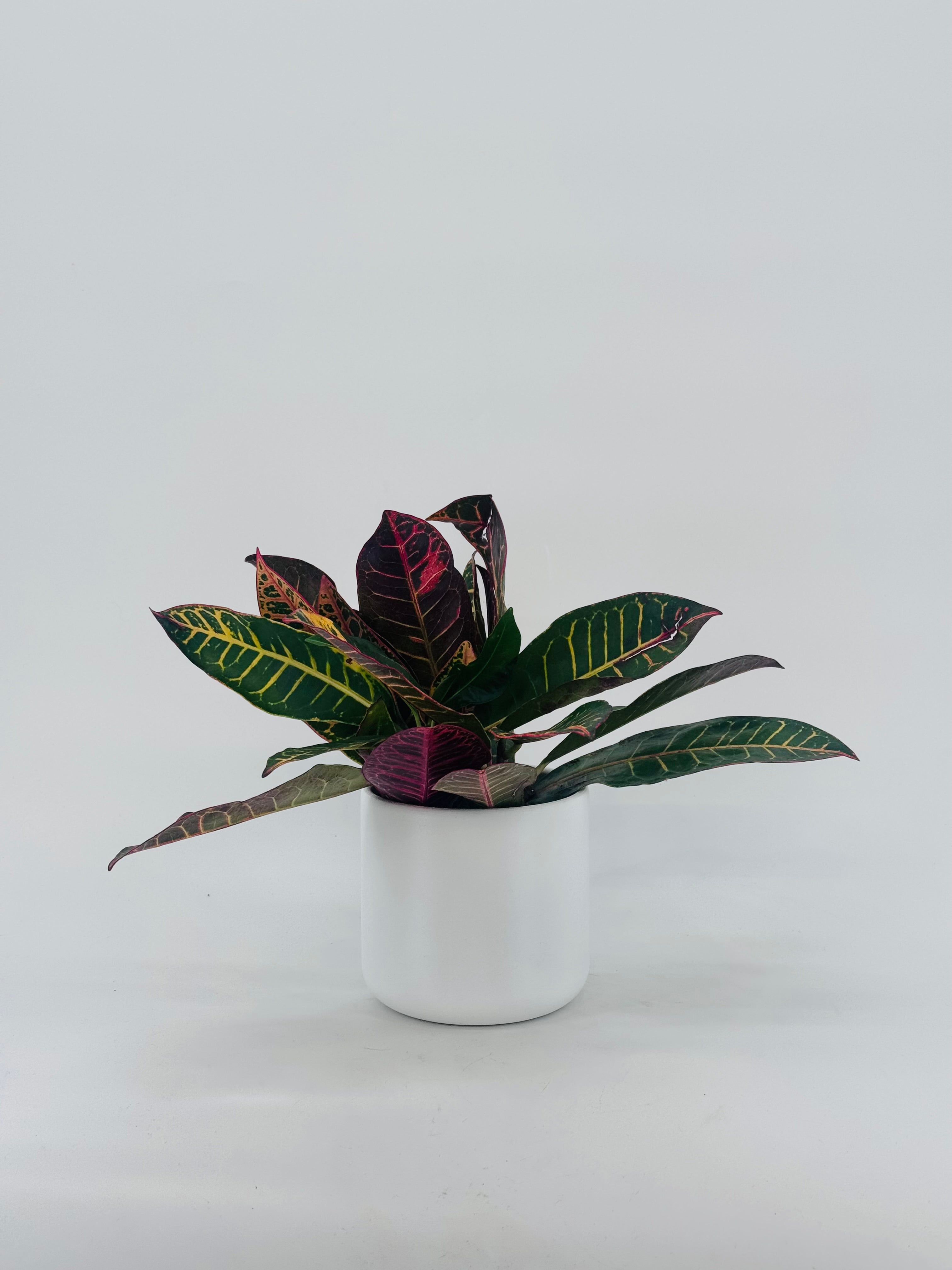 CODIAEUM MIX 3PP M12