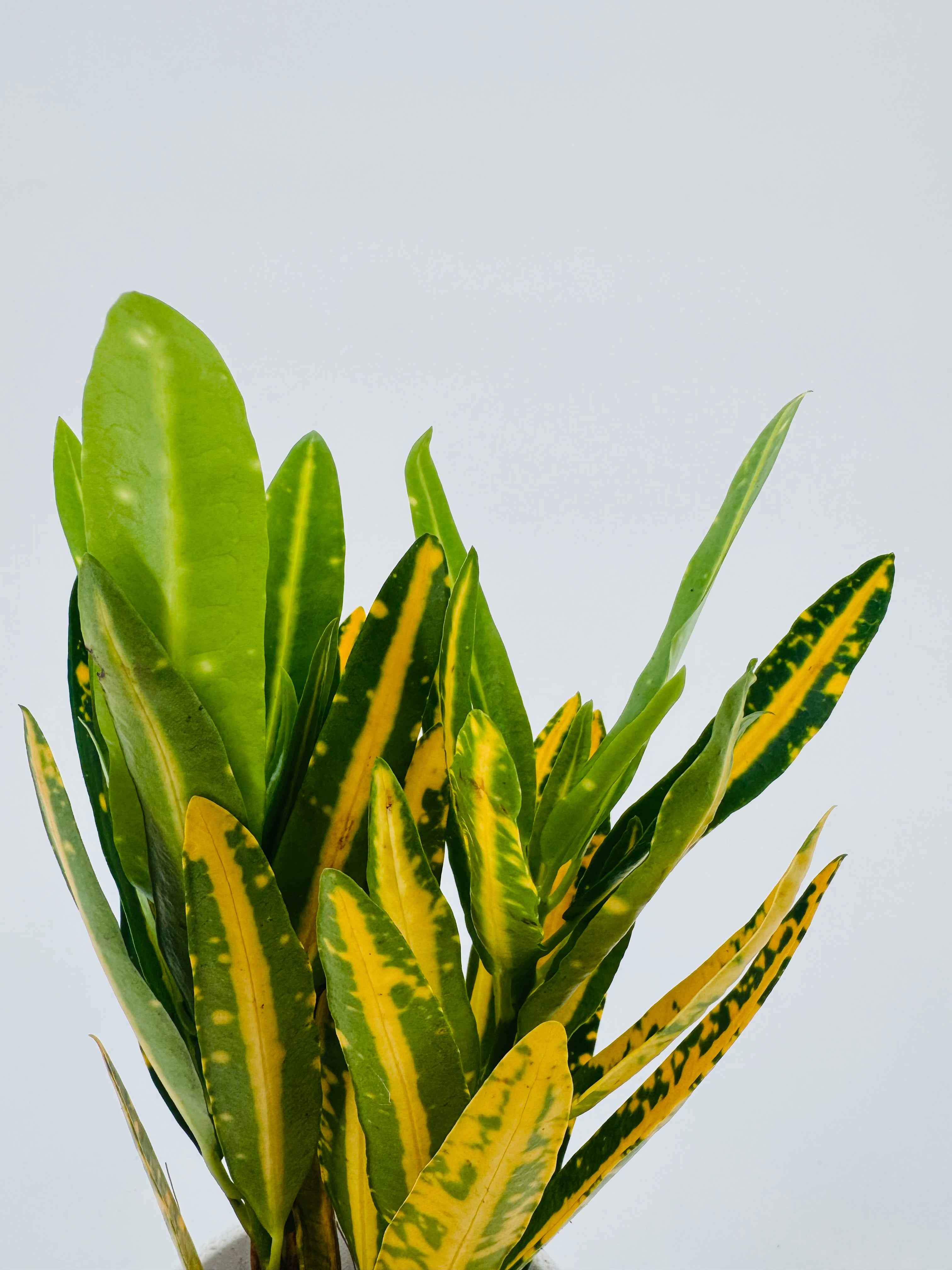 CODIAEUM VAR. MAMMI M7