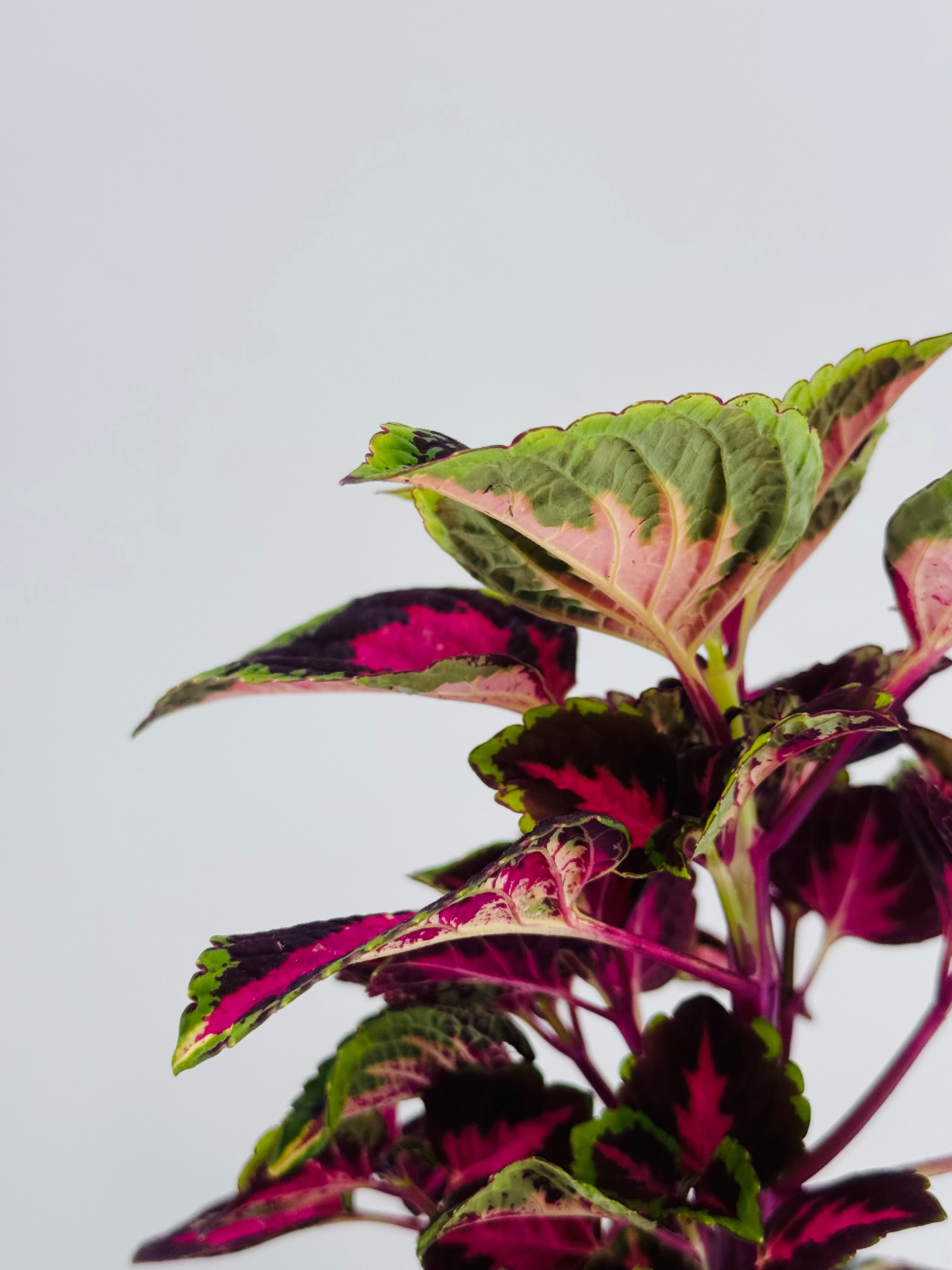 COLEUS M13