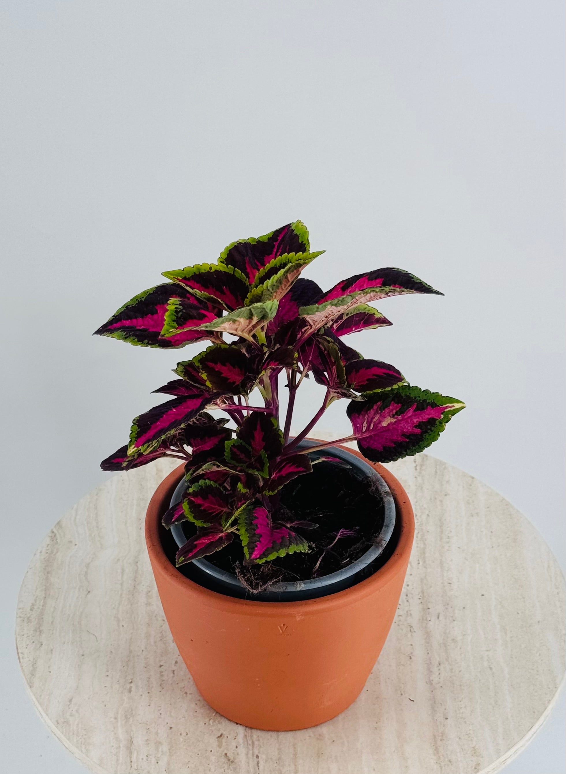 COLEUS M13