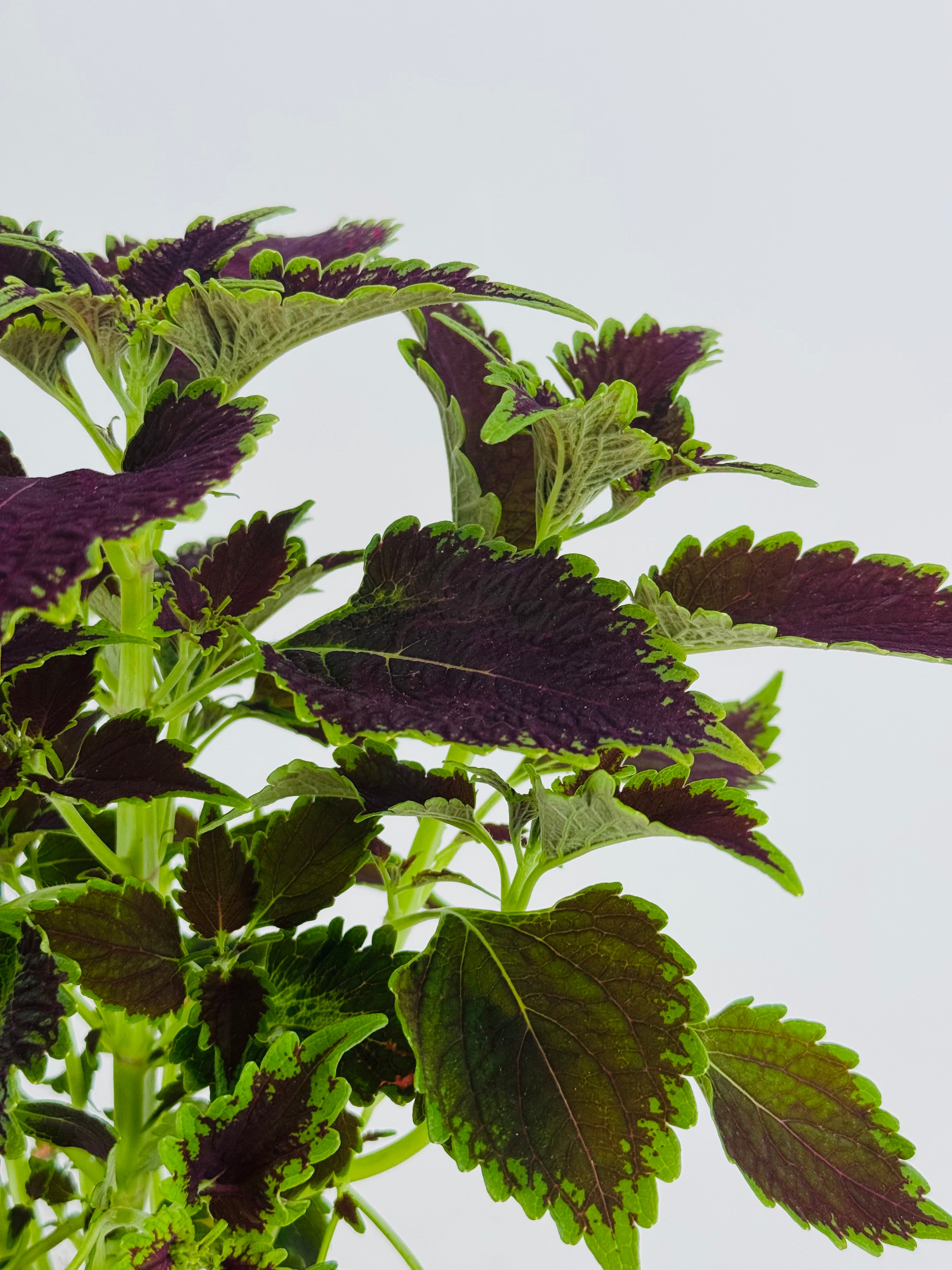 COLEUS M13