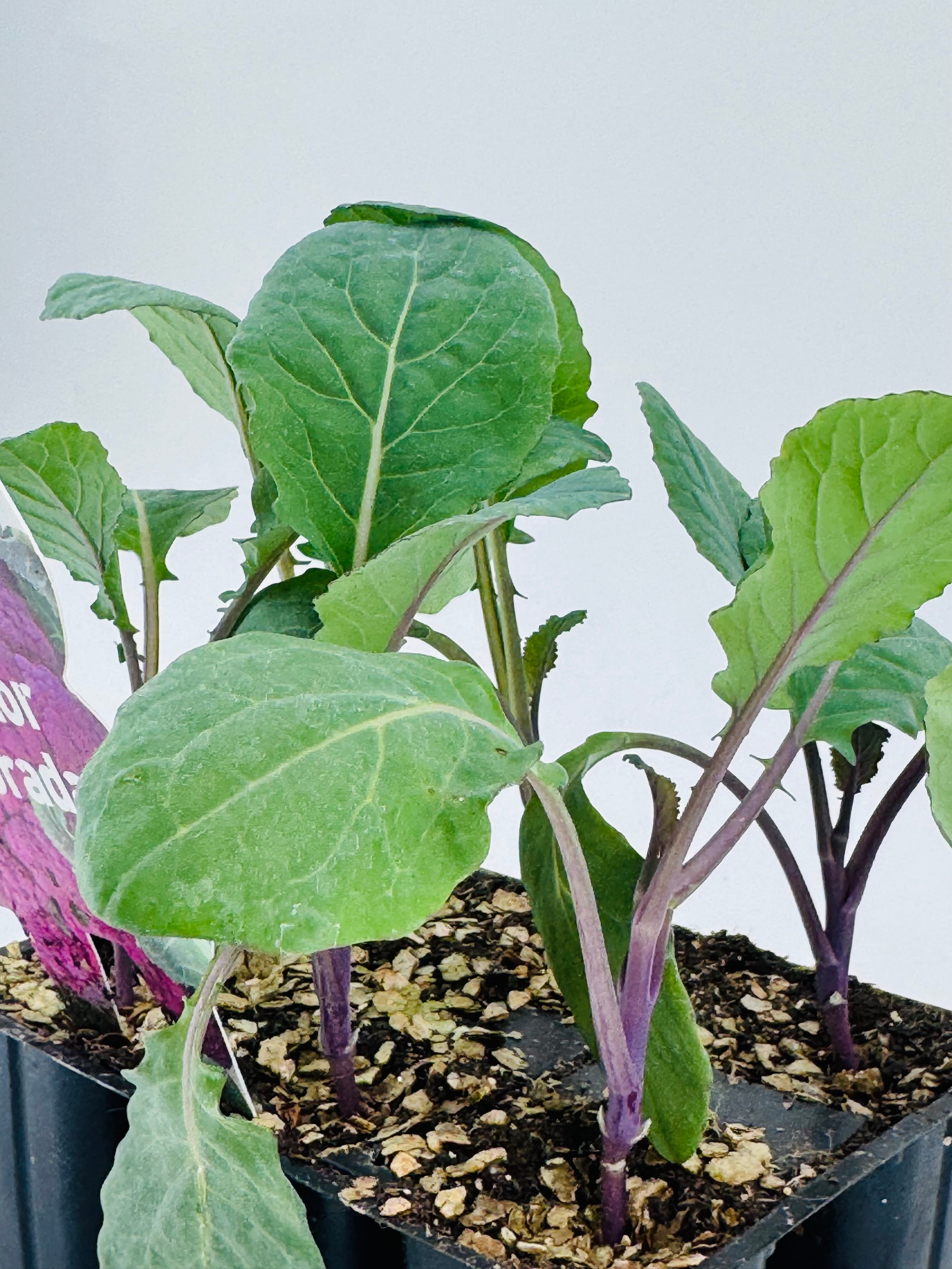 Pack de 6 plantones jóvenes de coliflor morada con tallos violetas y hojas verdes en macetas negras.