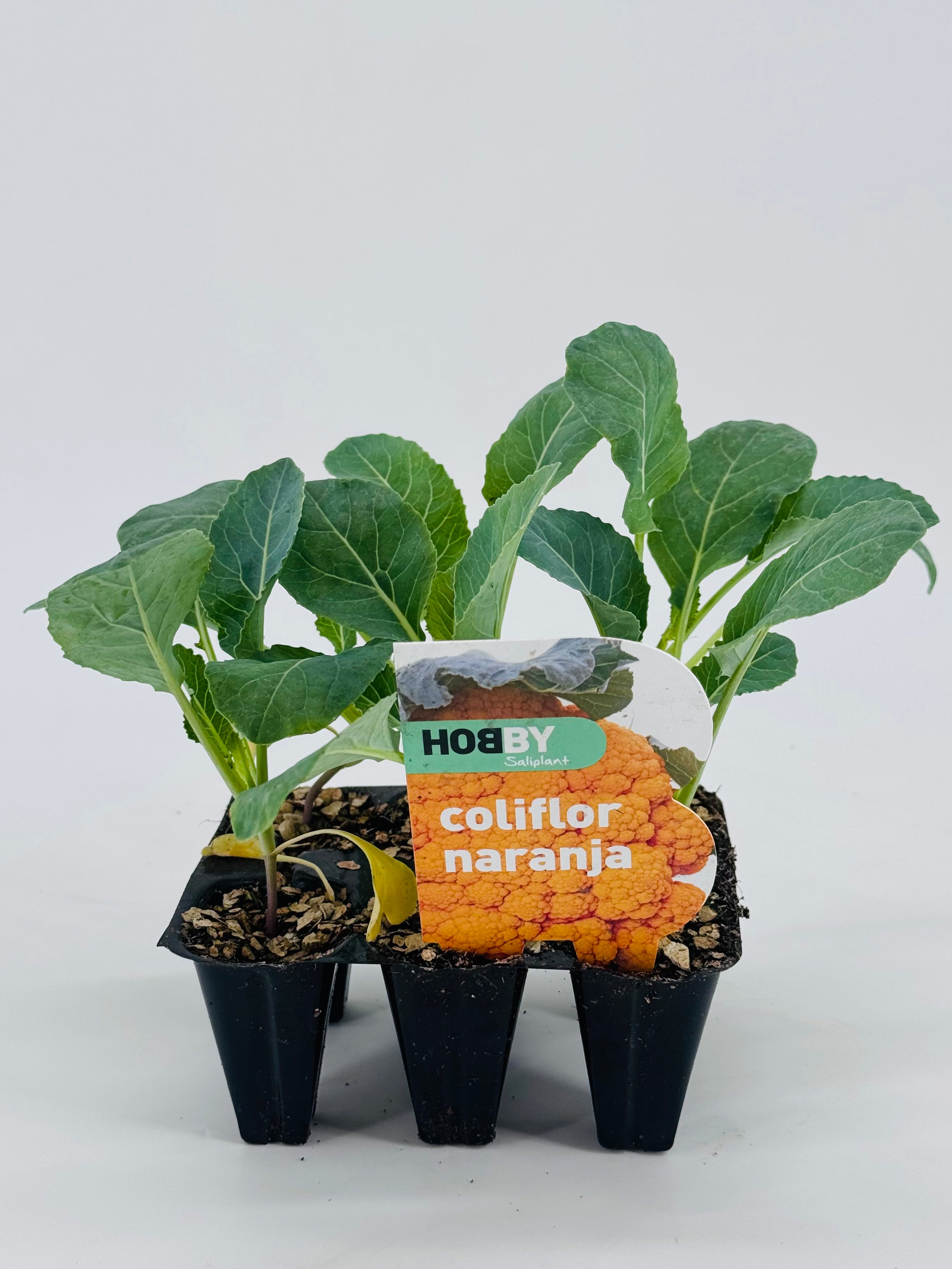 Pack de 6 plantones jóvenes de coliflor naranja con hojas verdes en macetas negras.