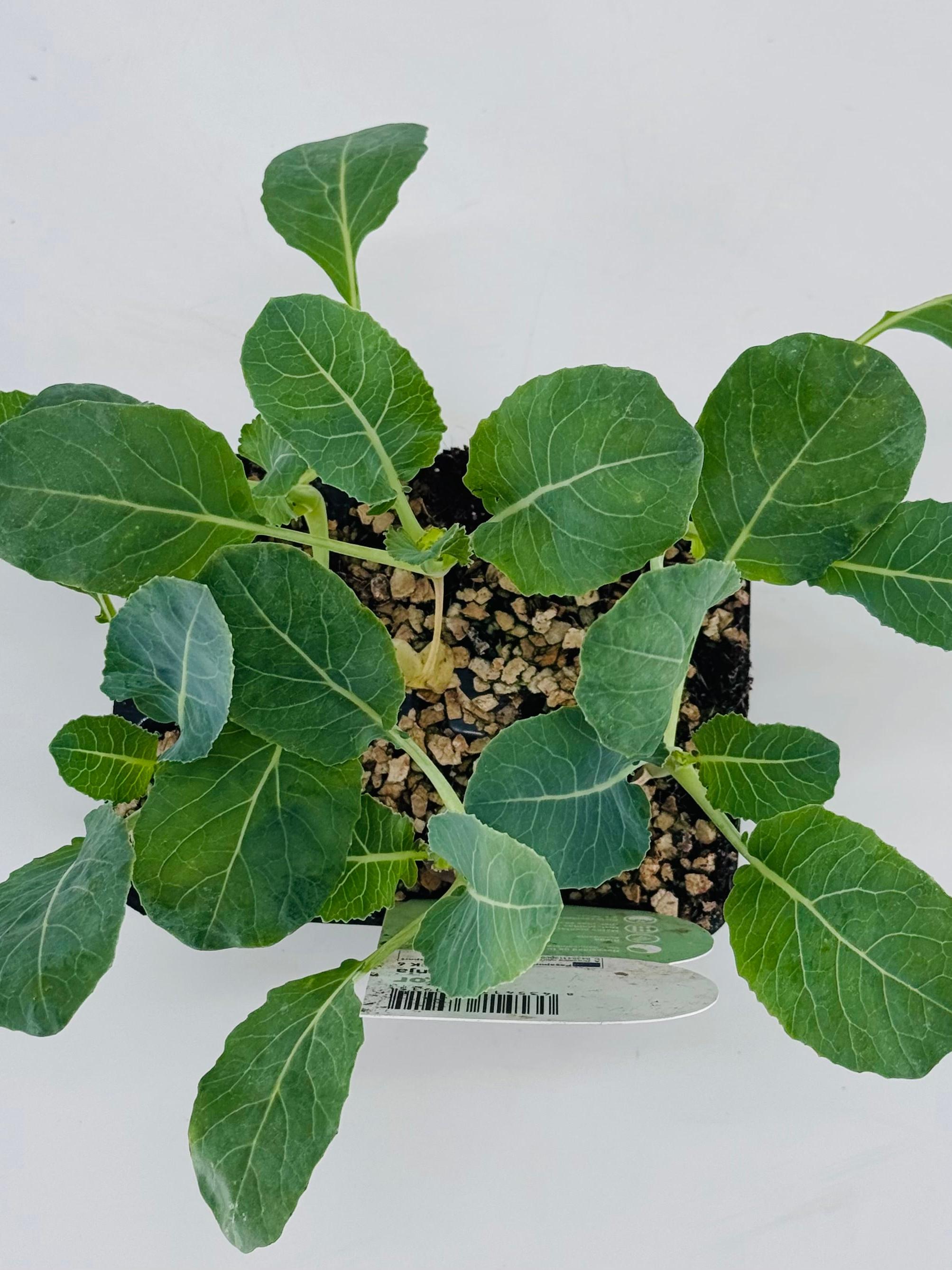 Pack de 6 plantones jóvenes de coliflor naranja con hojas verdes en maceta.