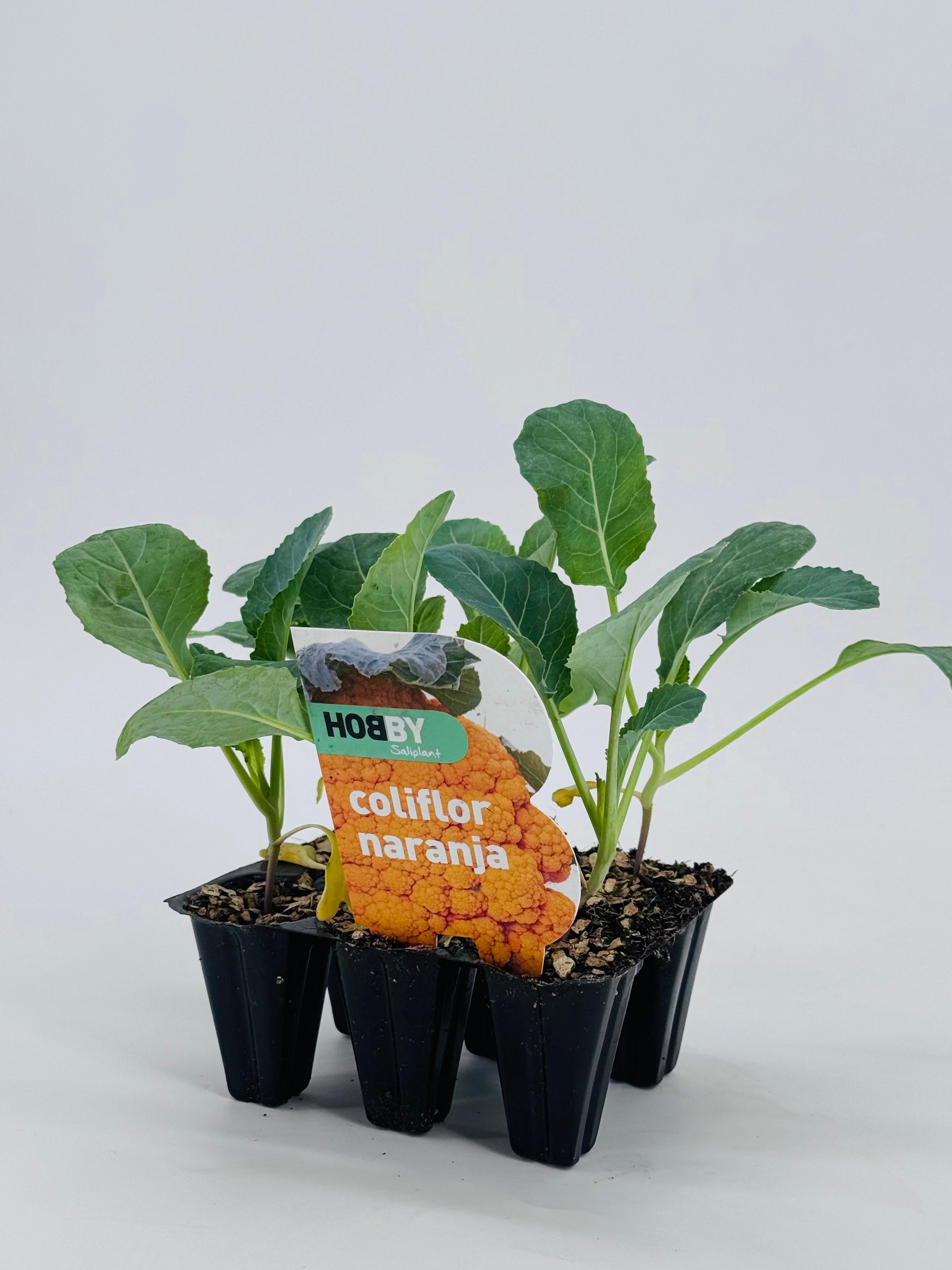 Pack de 6 plantones de coliflor naranja con hojas verdes en macetas negras.