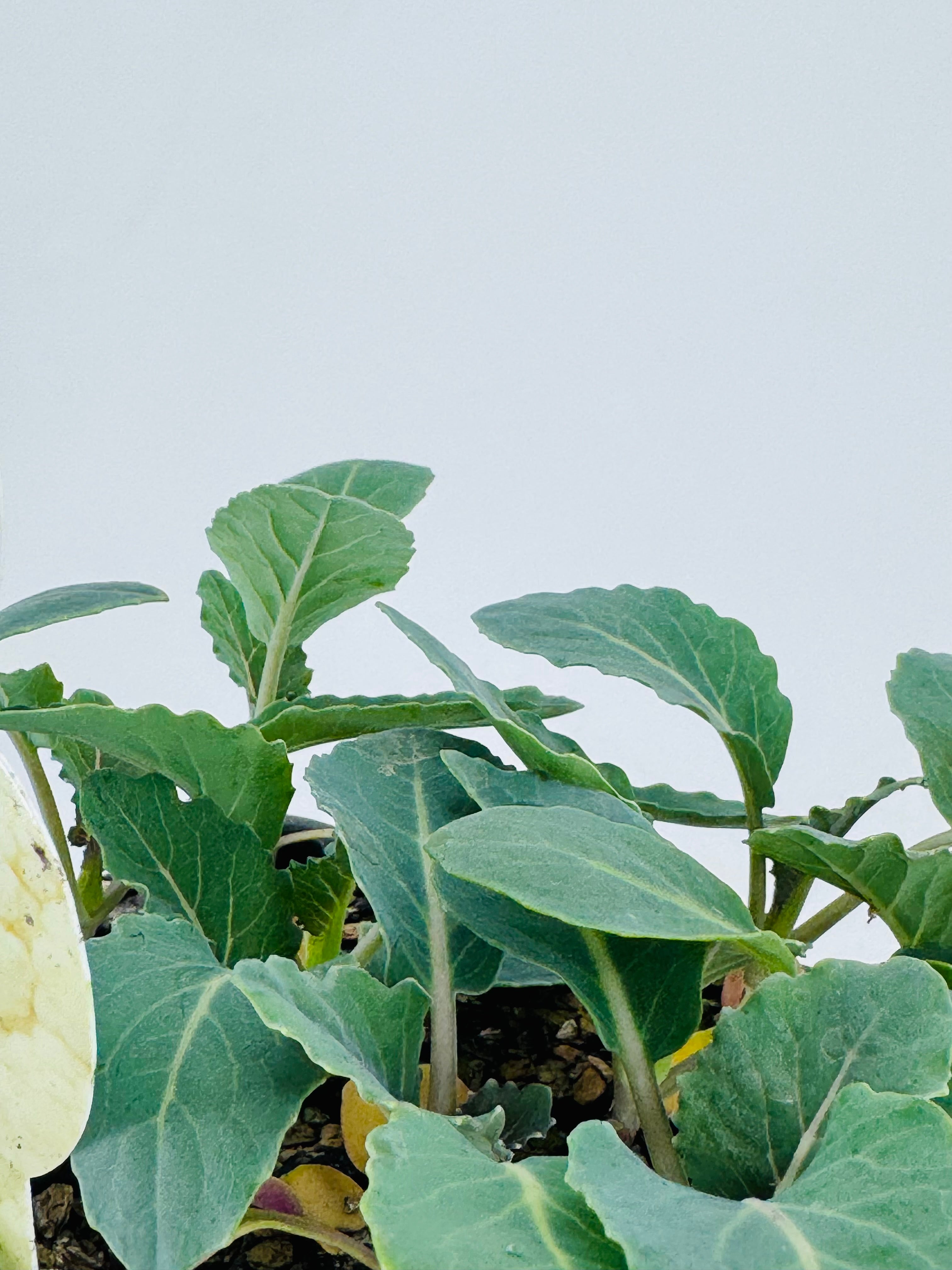 Primer plano de plantas jóvenes de coliflor con hojas verdes y tallos robustos, listas para trasplantar.