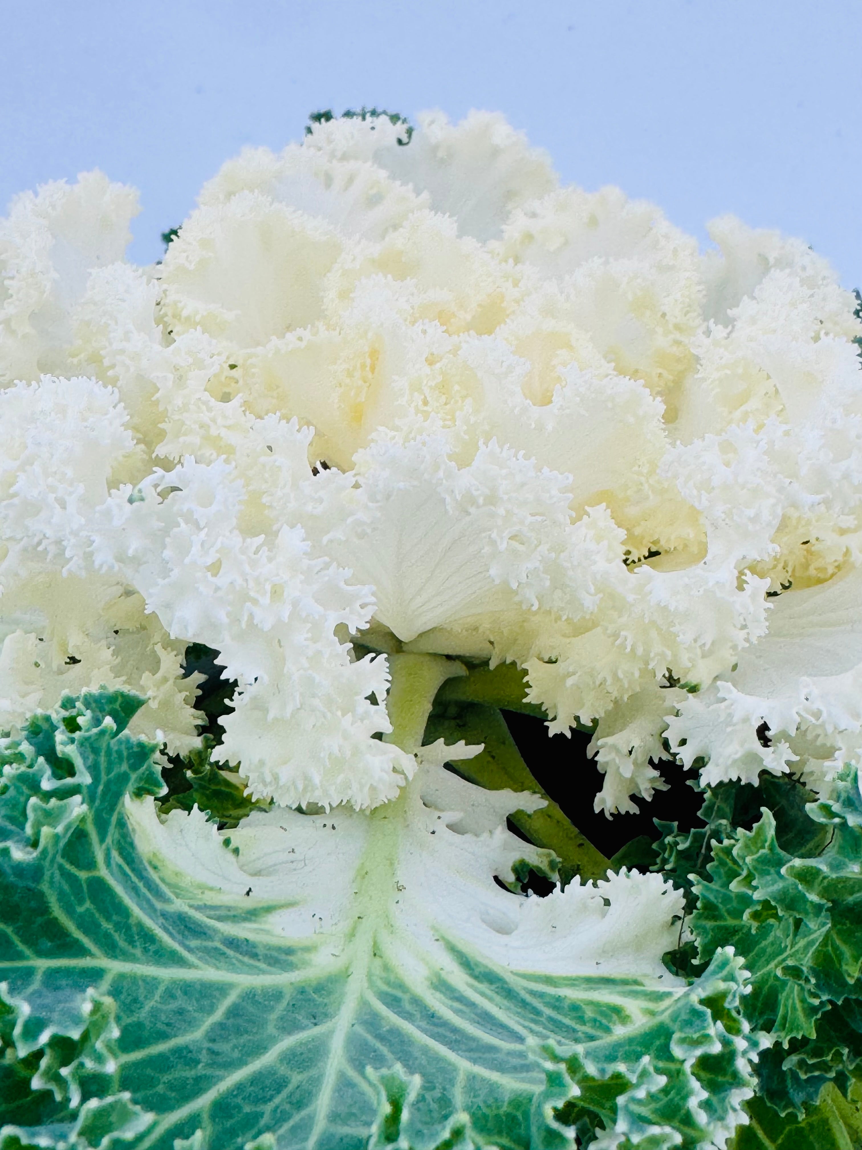 COL BRASSICA SURTIDA
