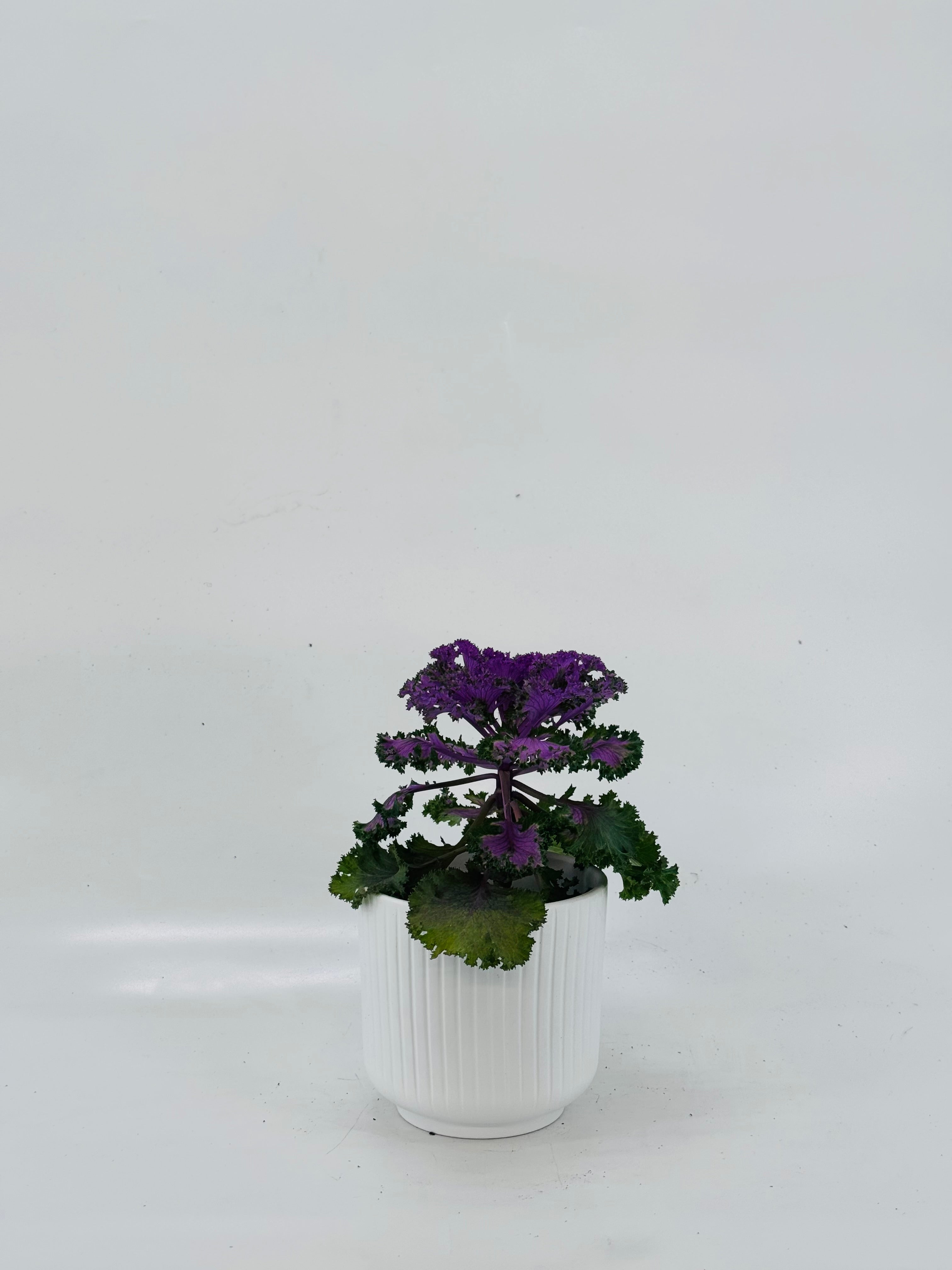 COL BRASSICA SURTIDA