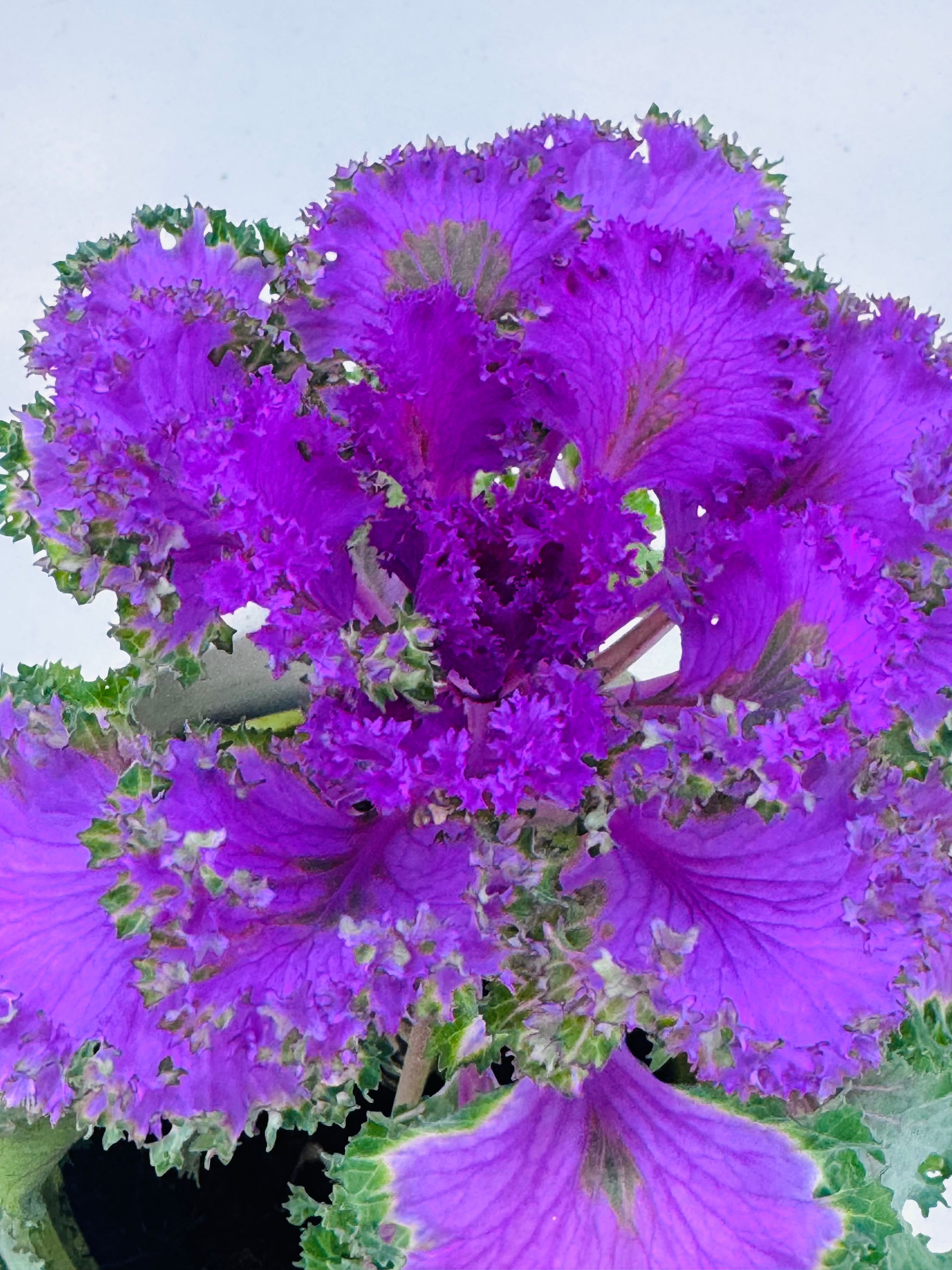 COL BRASSICA SURTIDA
