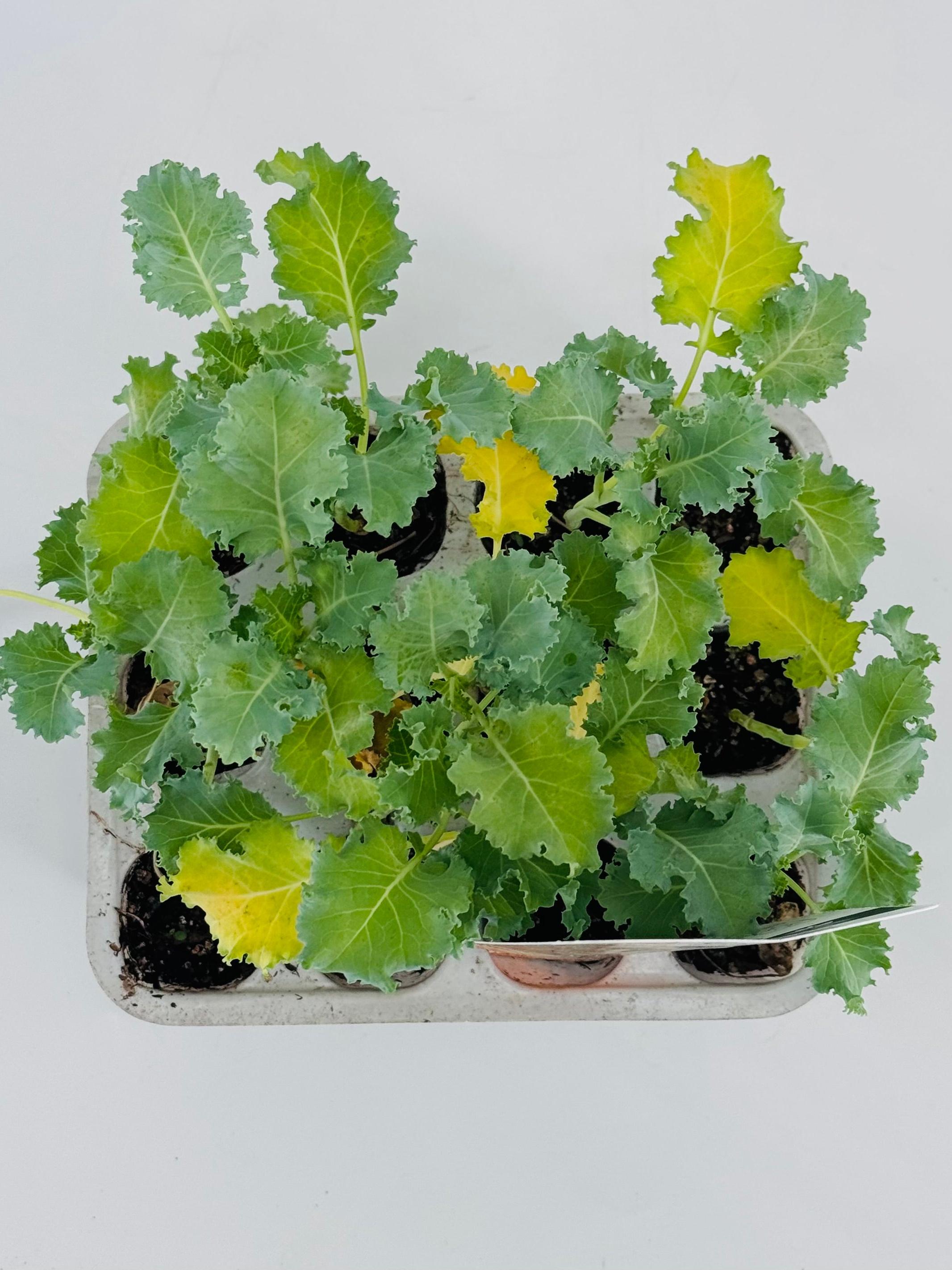 COL KALE CRESPA PACK 12UND